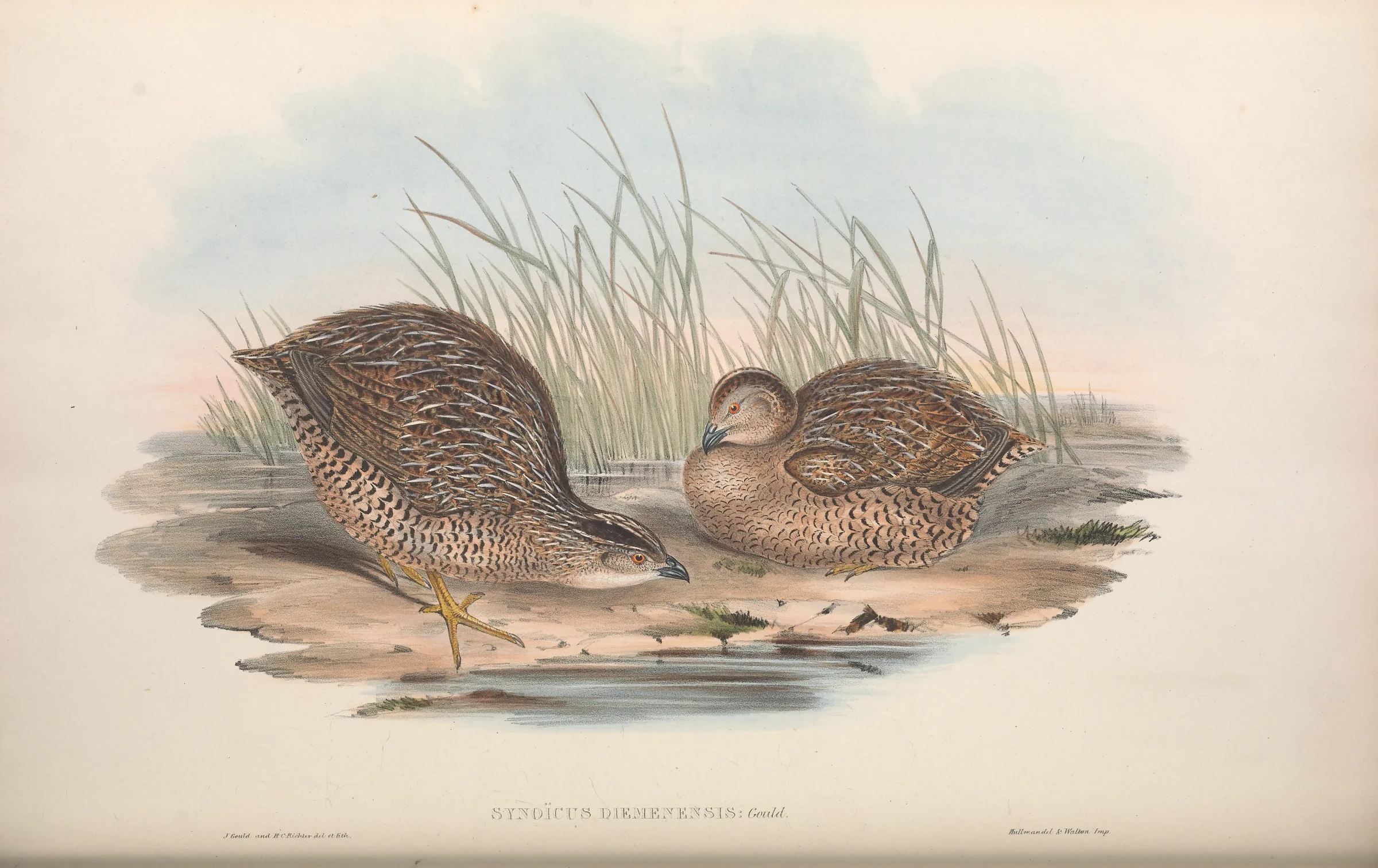 Historical bird plate: Brown Quail