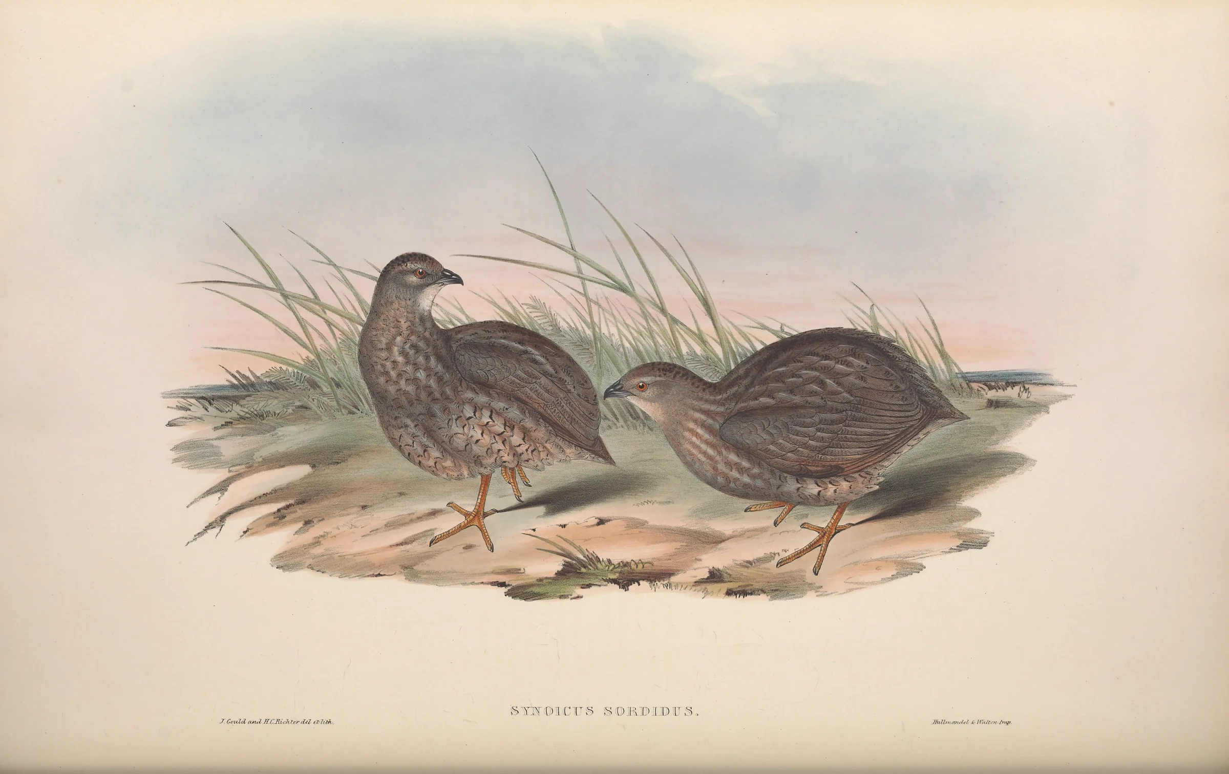 Historical bird plate: Brown Quail
