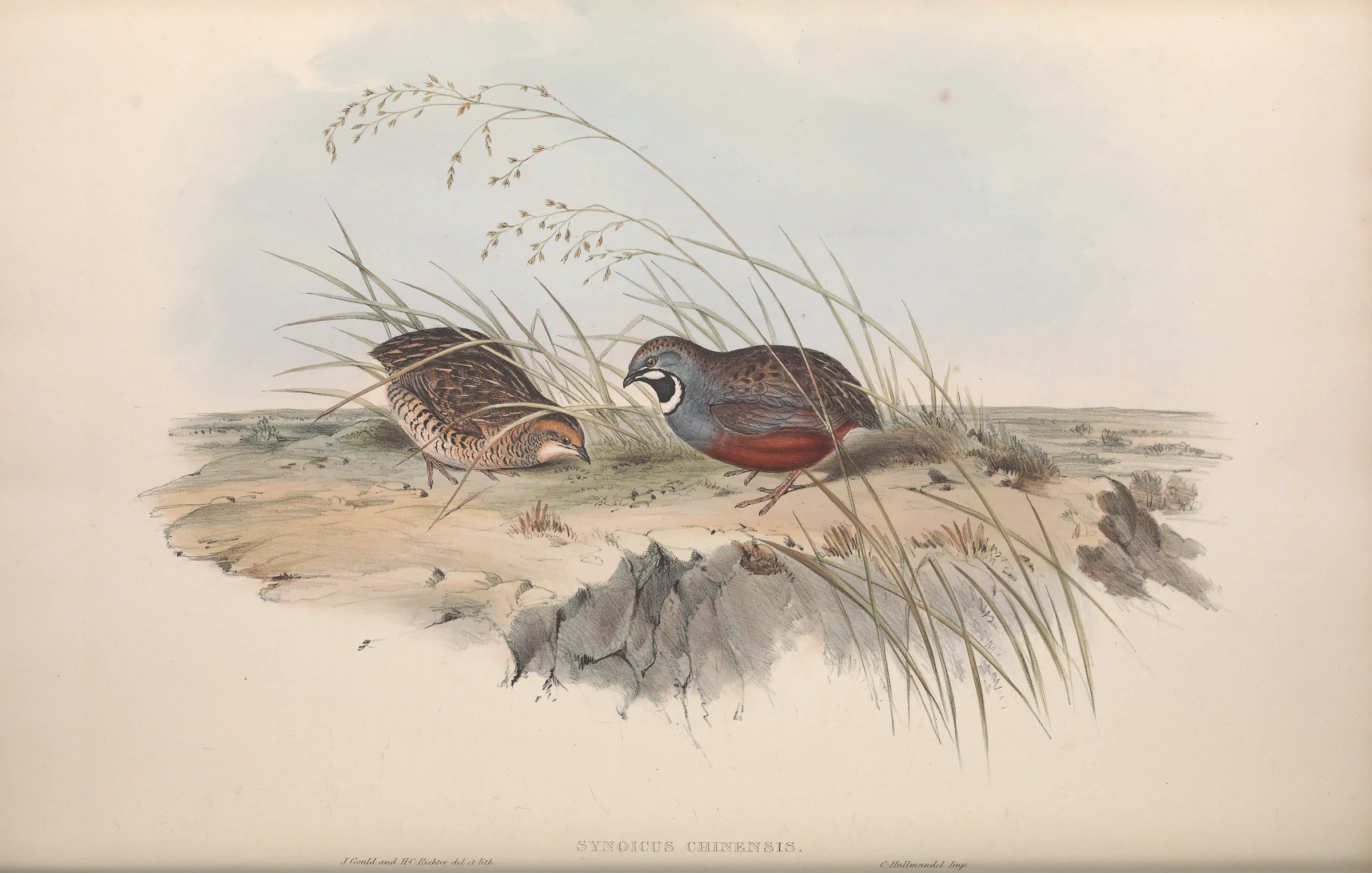 Historical bird plate: King Quail