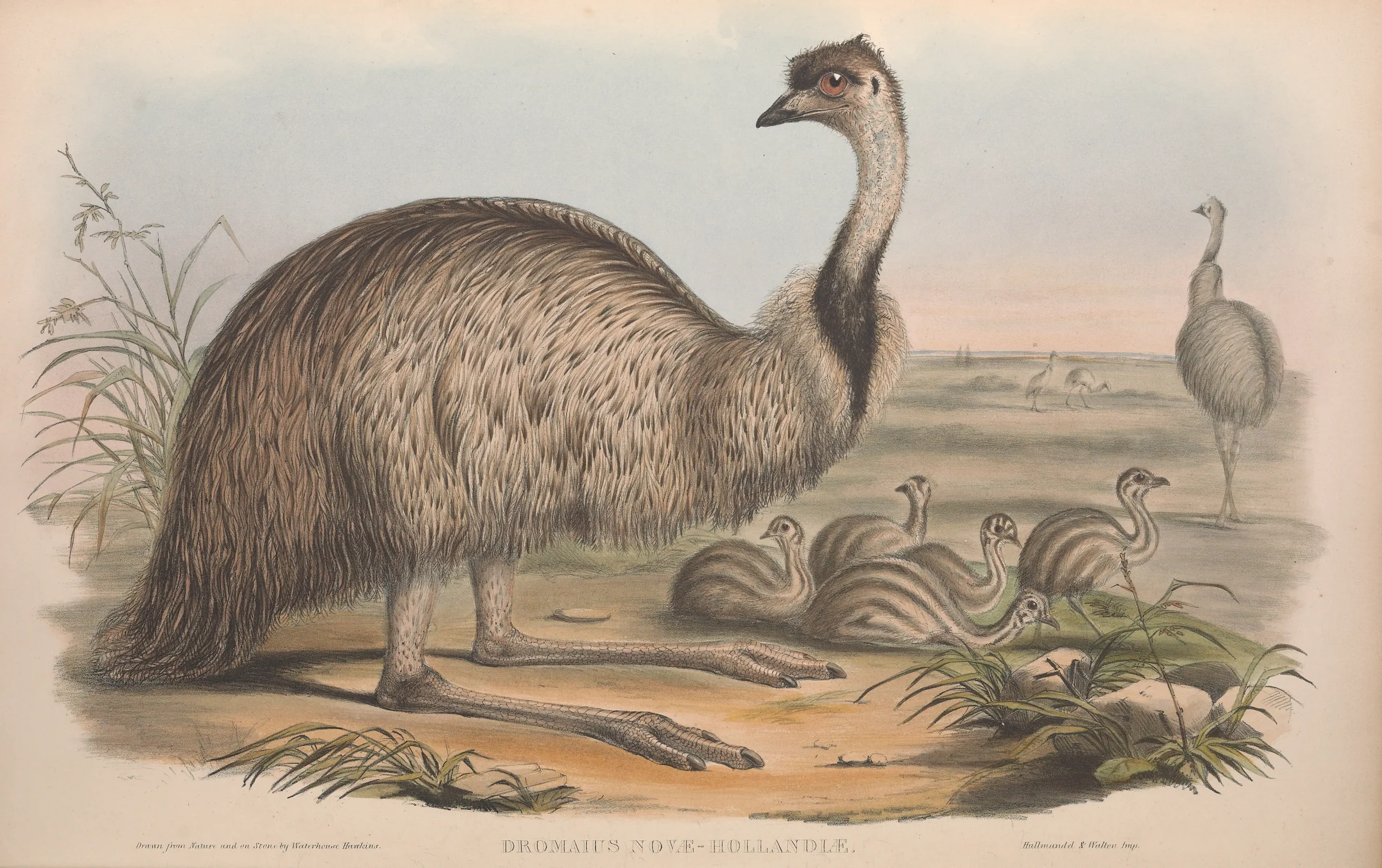 Historical bird plate: Emu