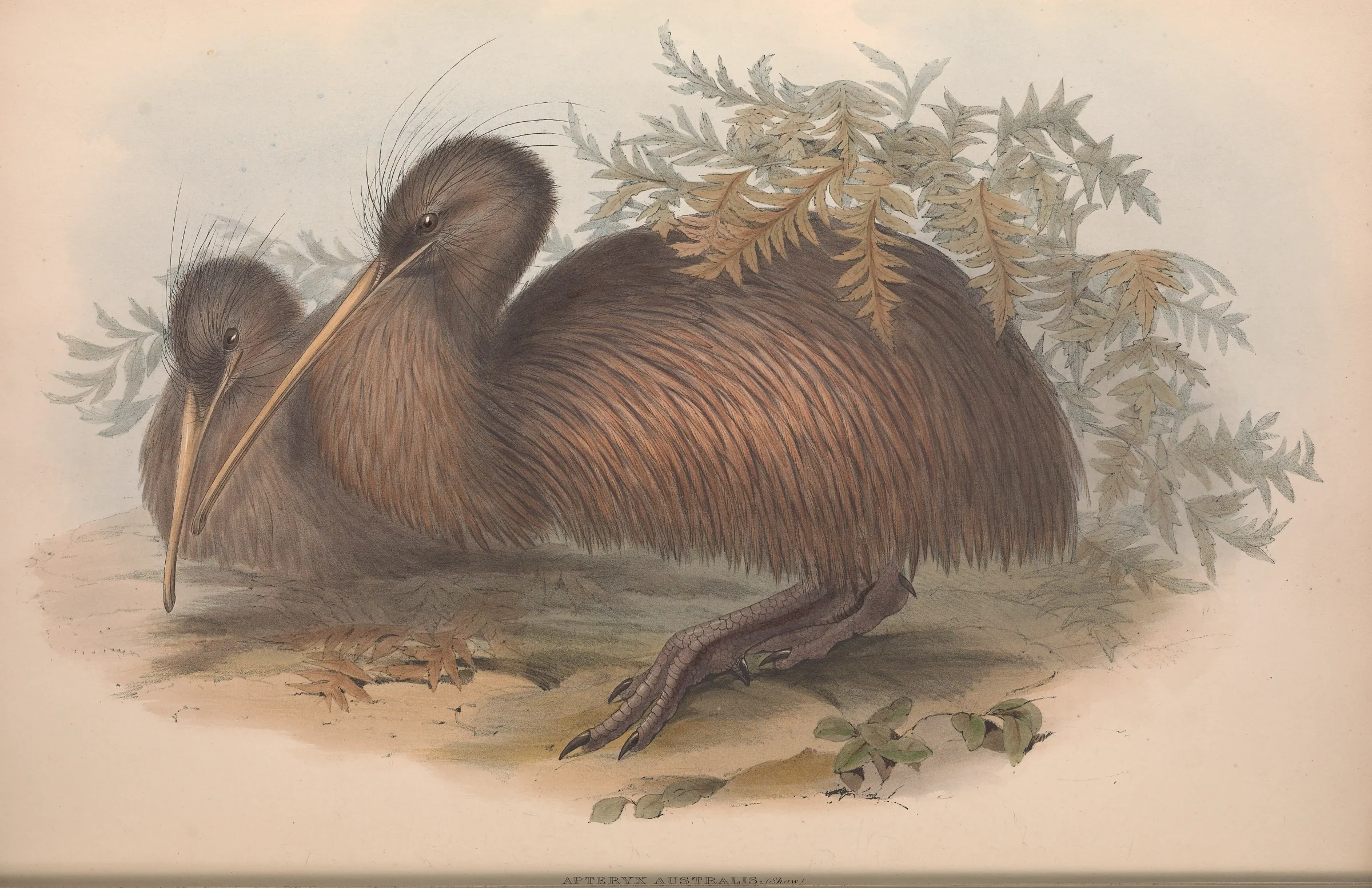 Historical bird plate: North Island Brown Kiwi