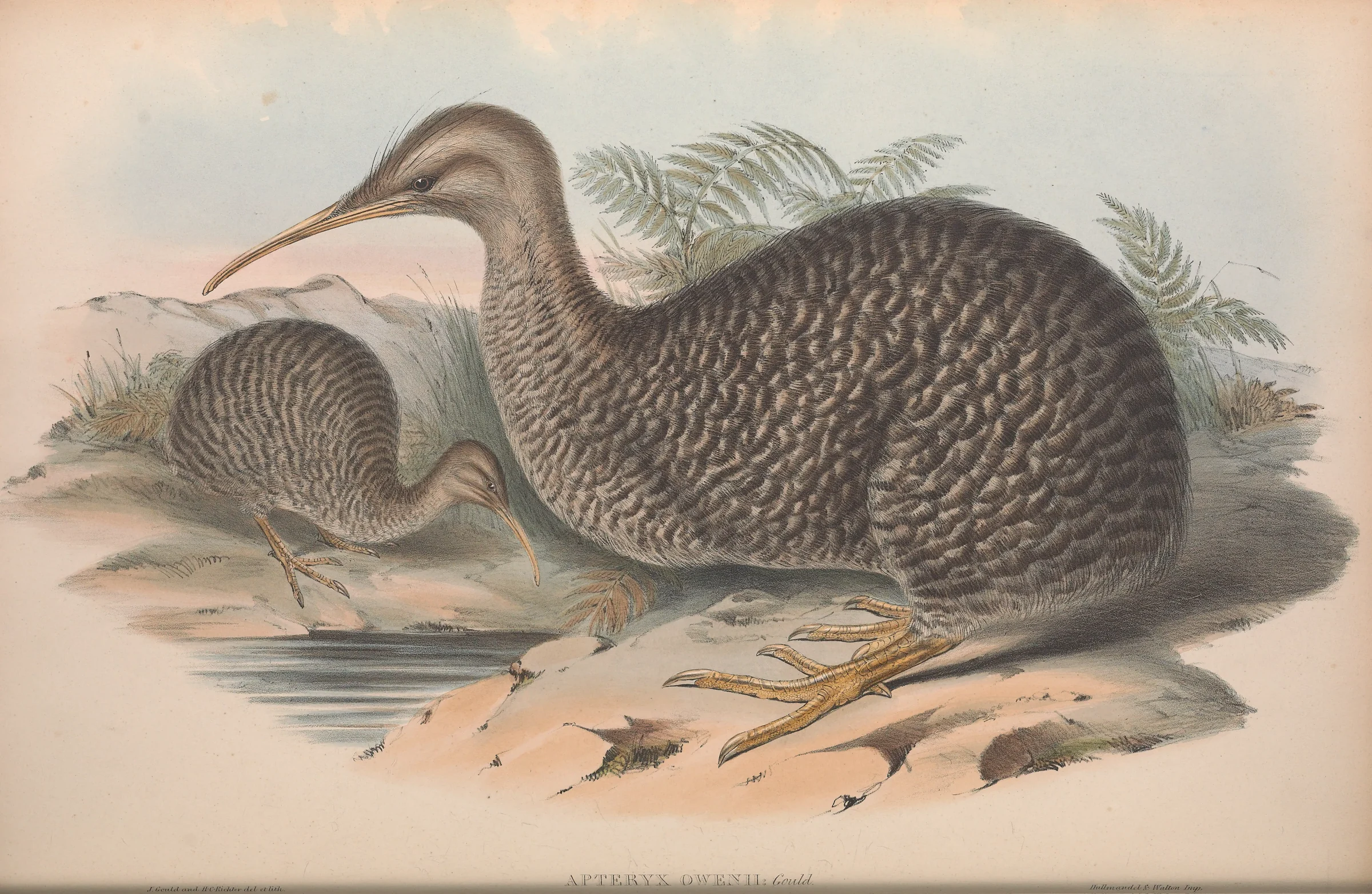 Historical bird plate: Little Spotted Kiwi