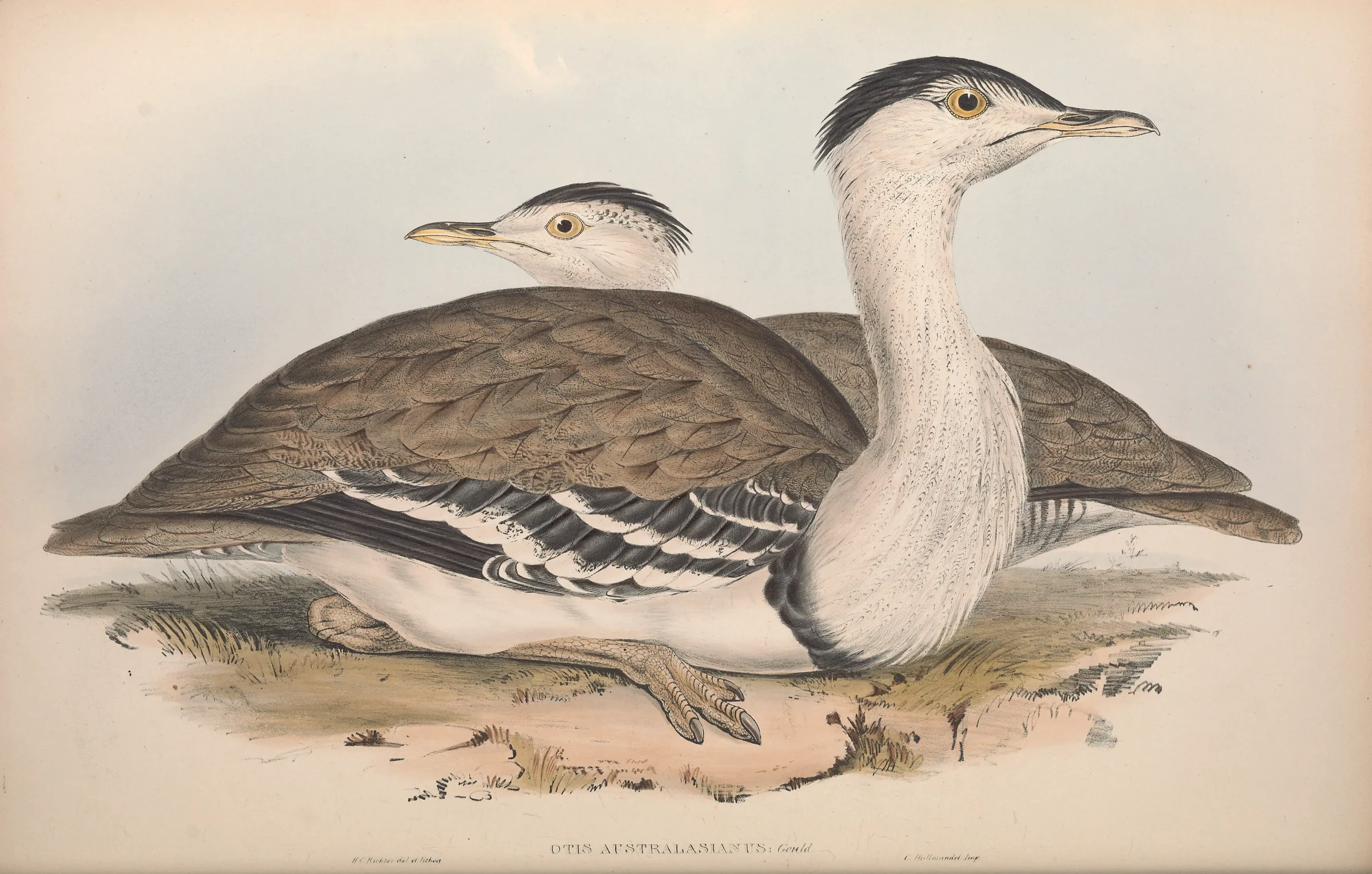 Historical bird plate: Australian Bustard
