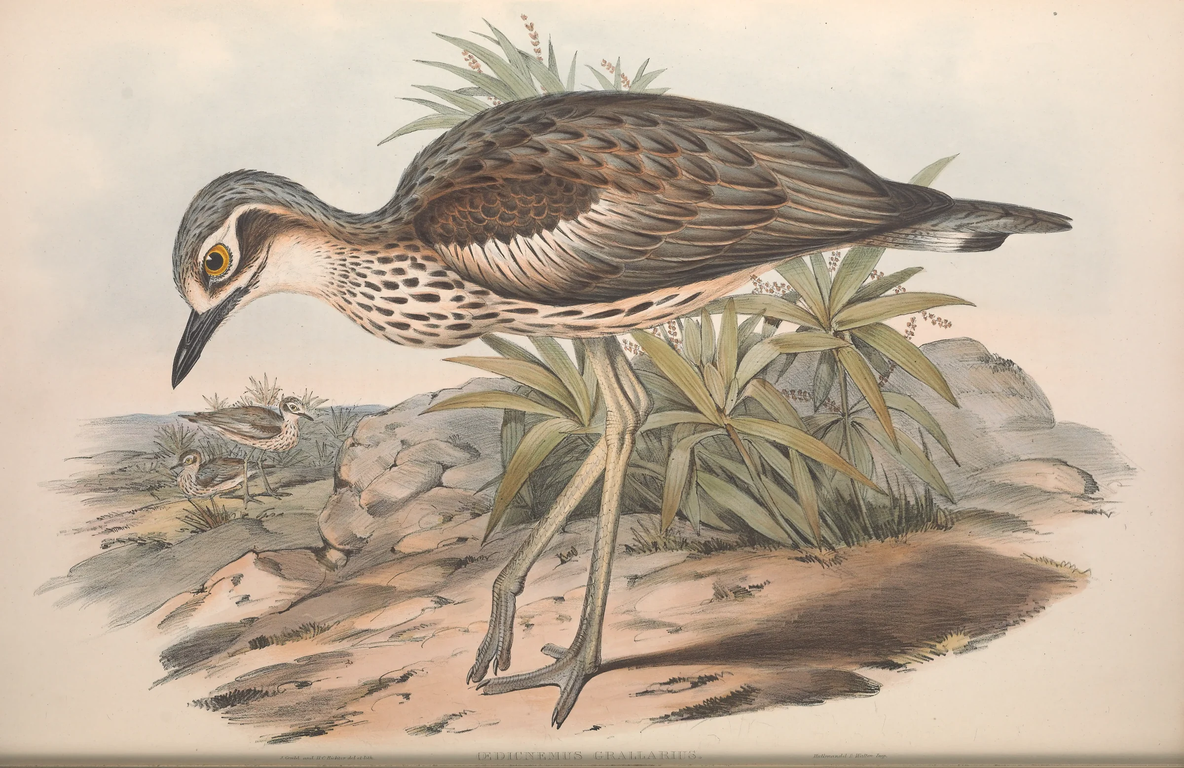 Historical bird plate: Bush Stone-curlew
