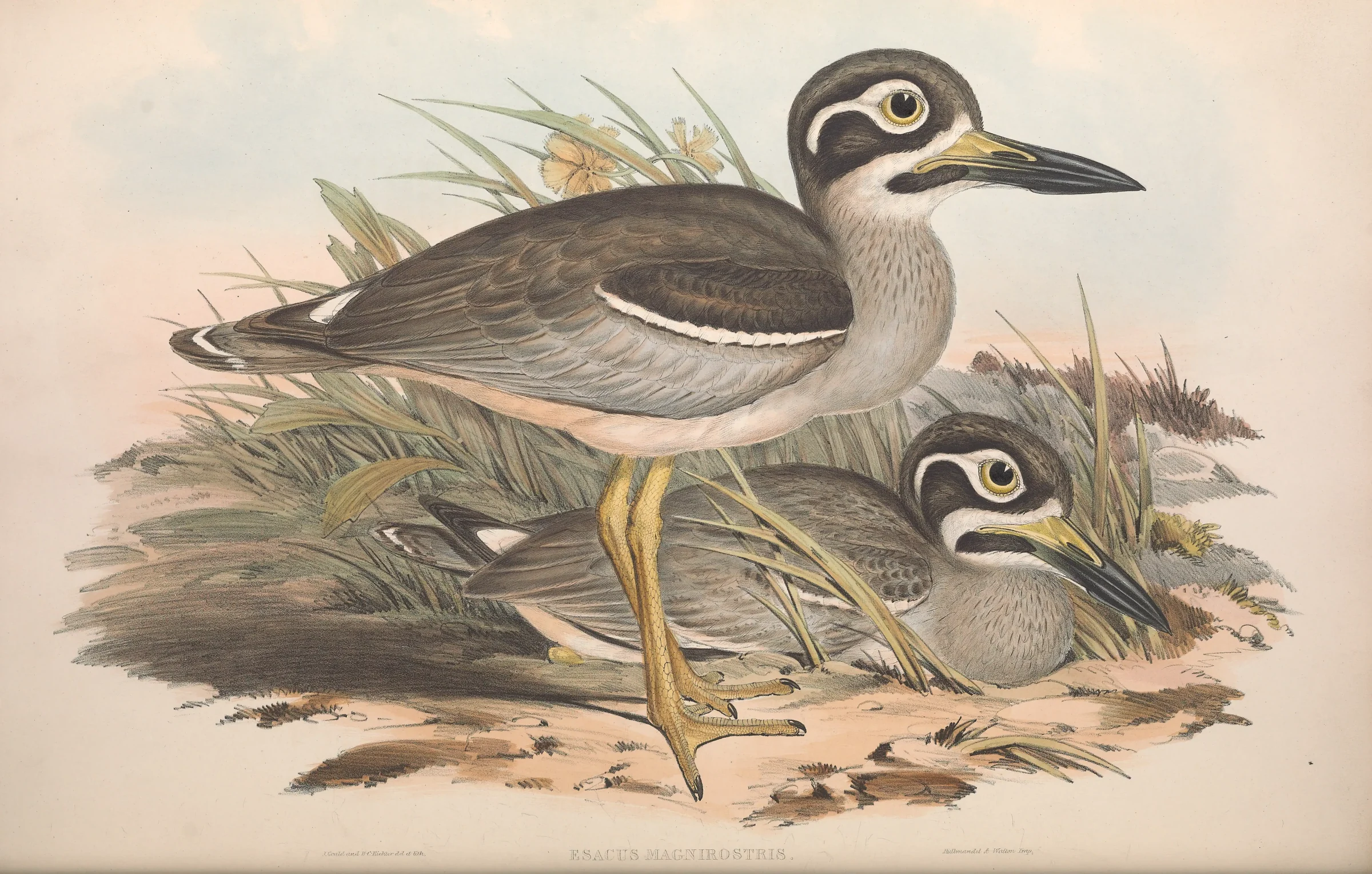 Historical bird plate: Beach Stone-curlew