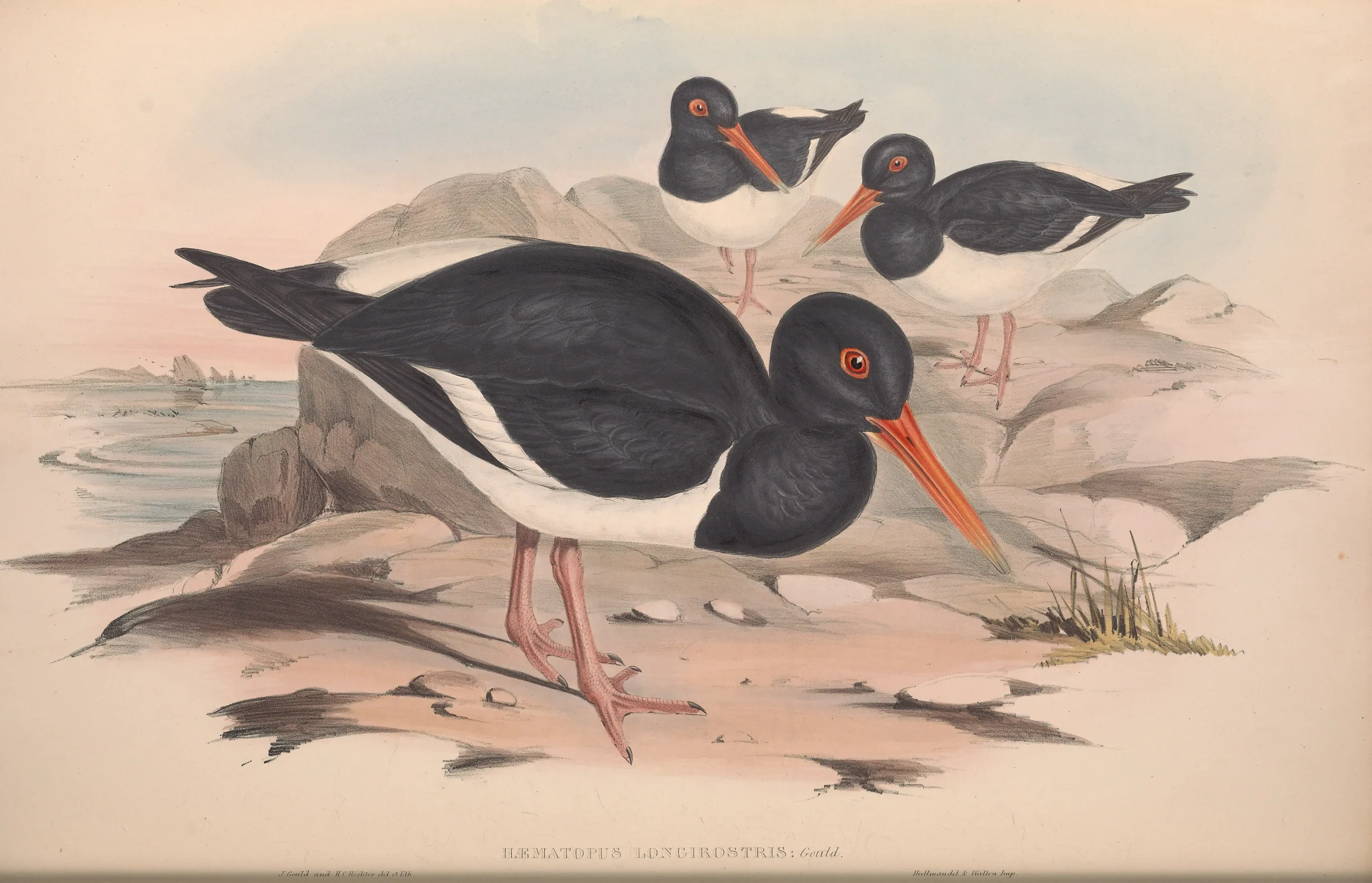 Historical bird plate: Pied Oystercatcher