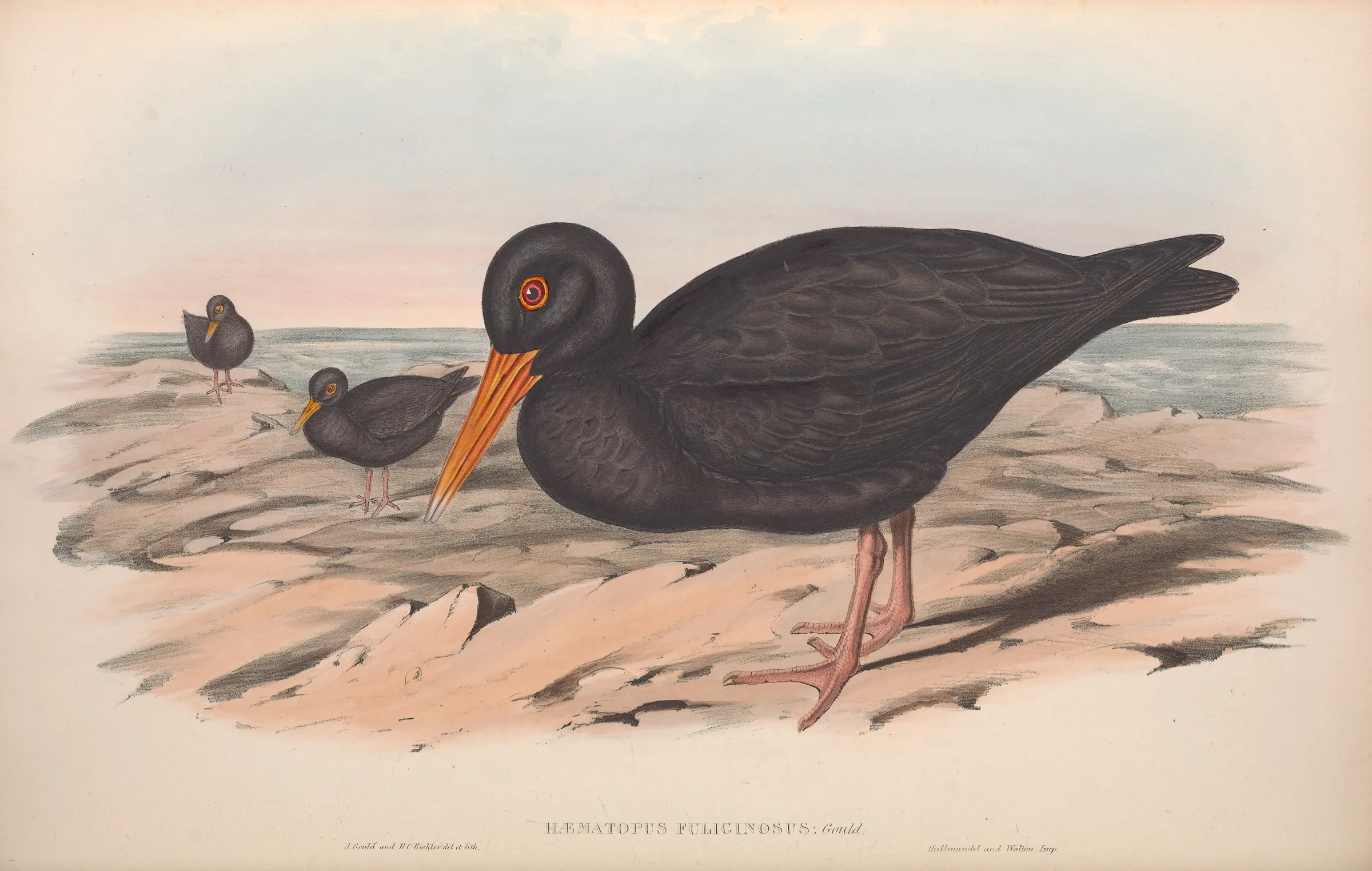 Historical bird plate: Sooty Oystercatcher