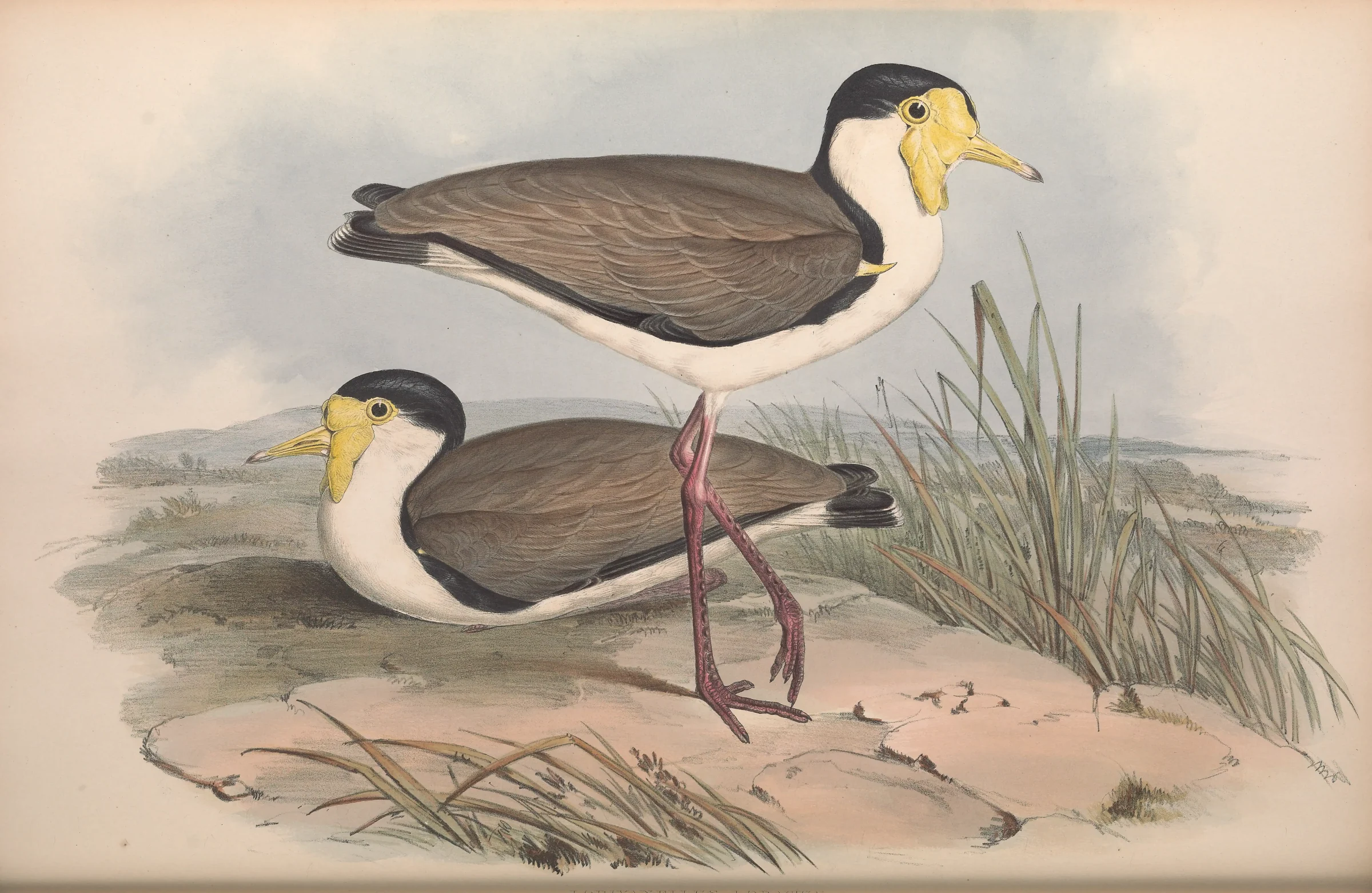 Historical bird plate: Masked Lapwing