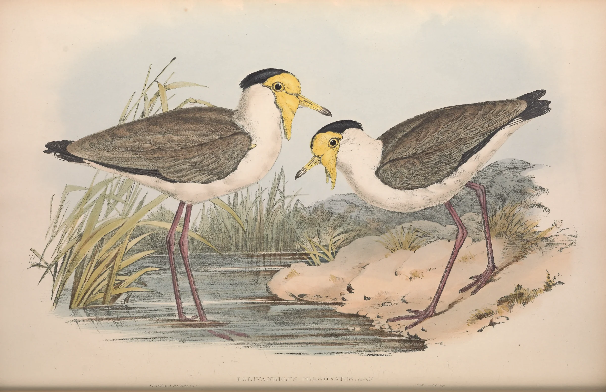 Historical bird plate: Masked Lapwing