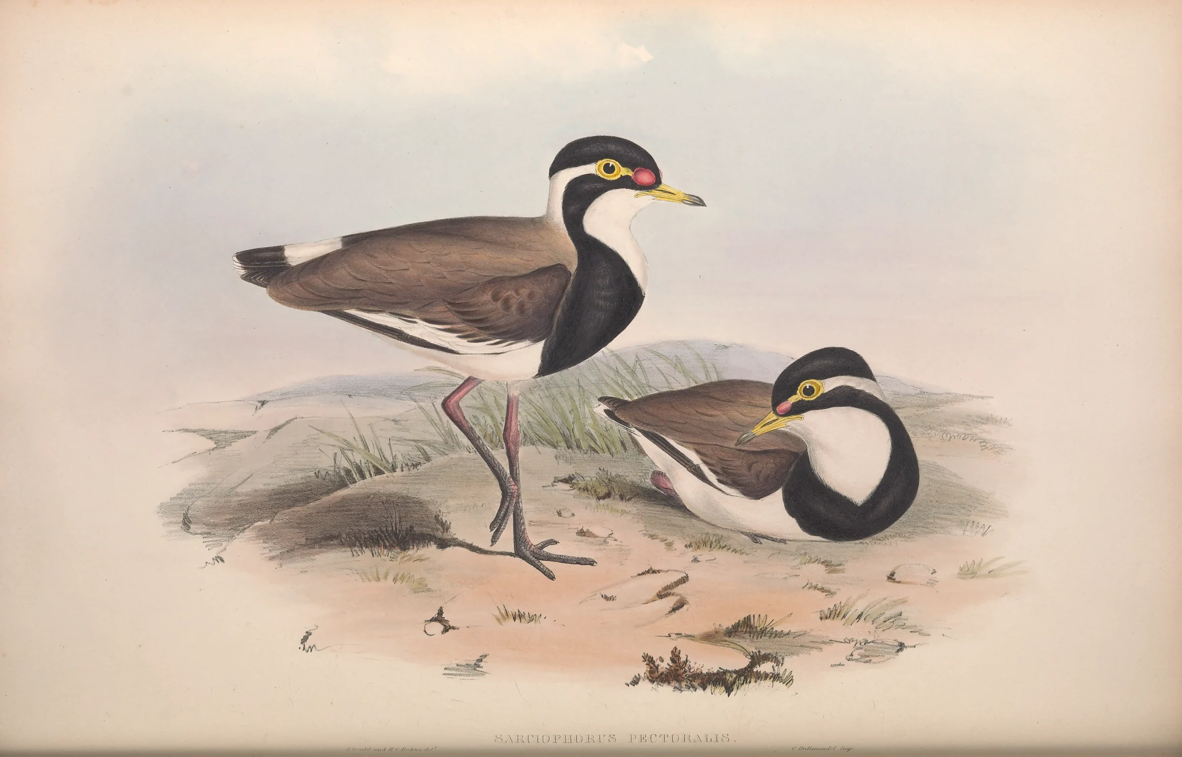 Historical bird plate: Banded Lapwing