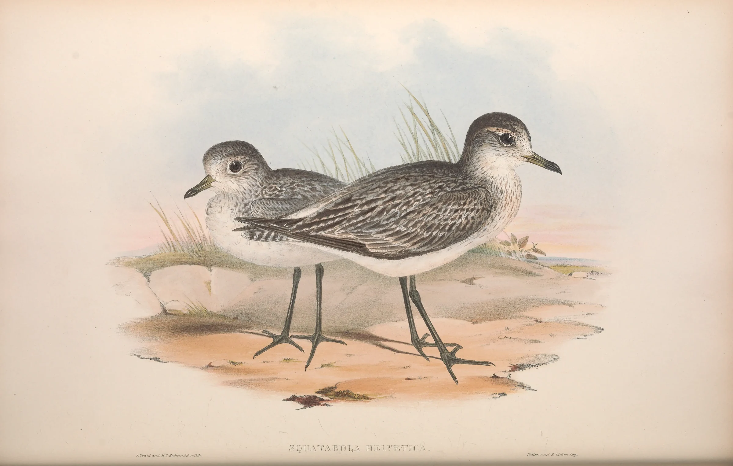 Historical bird plate: Grey Plover