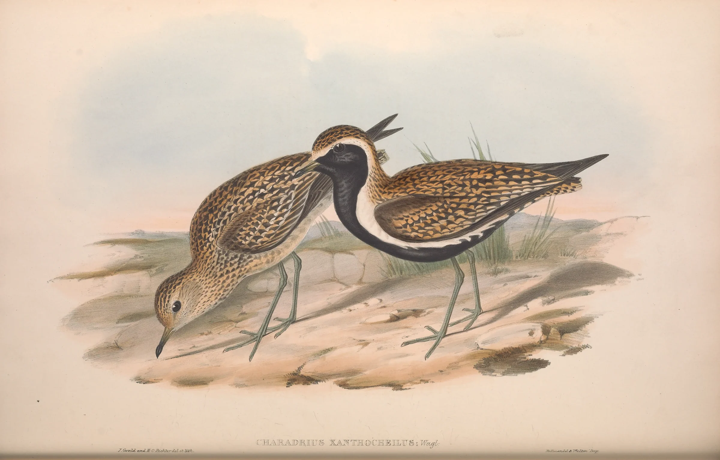 Historical bird plate: Pacific Golden Plover