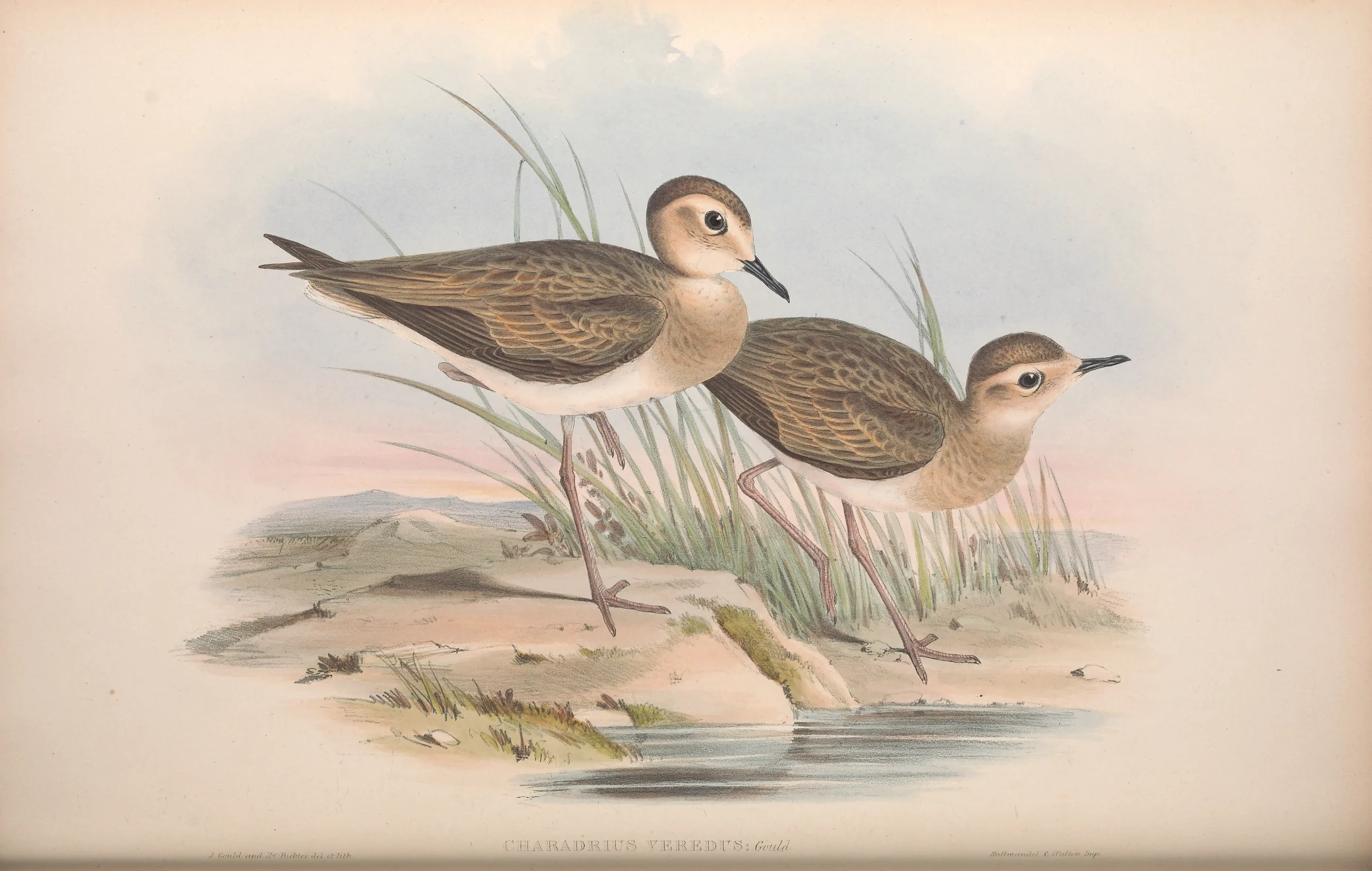 Historical bird plate: Oriental Plover