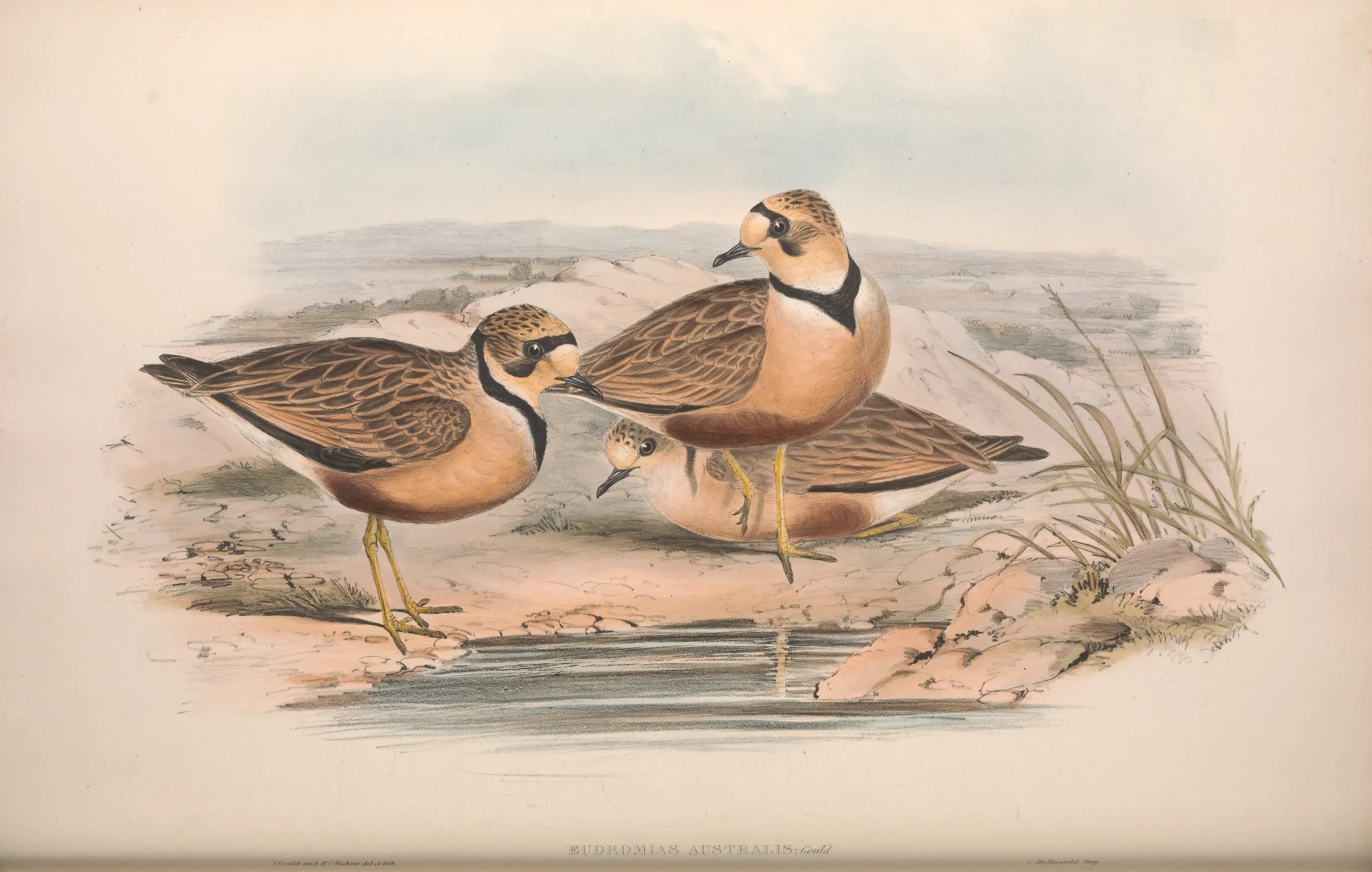 Historical bird plate: Inland Dotterel