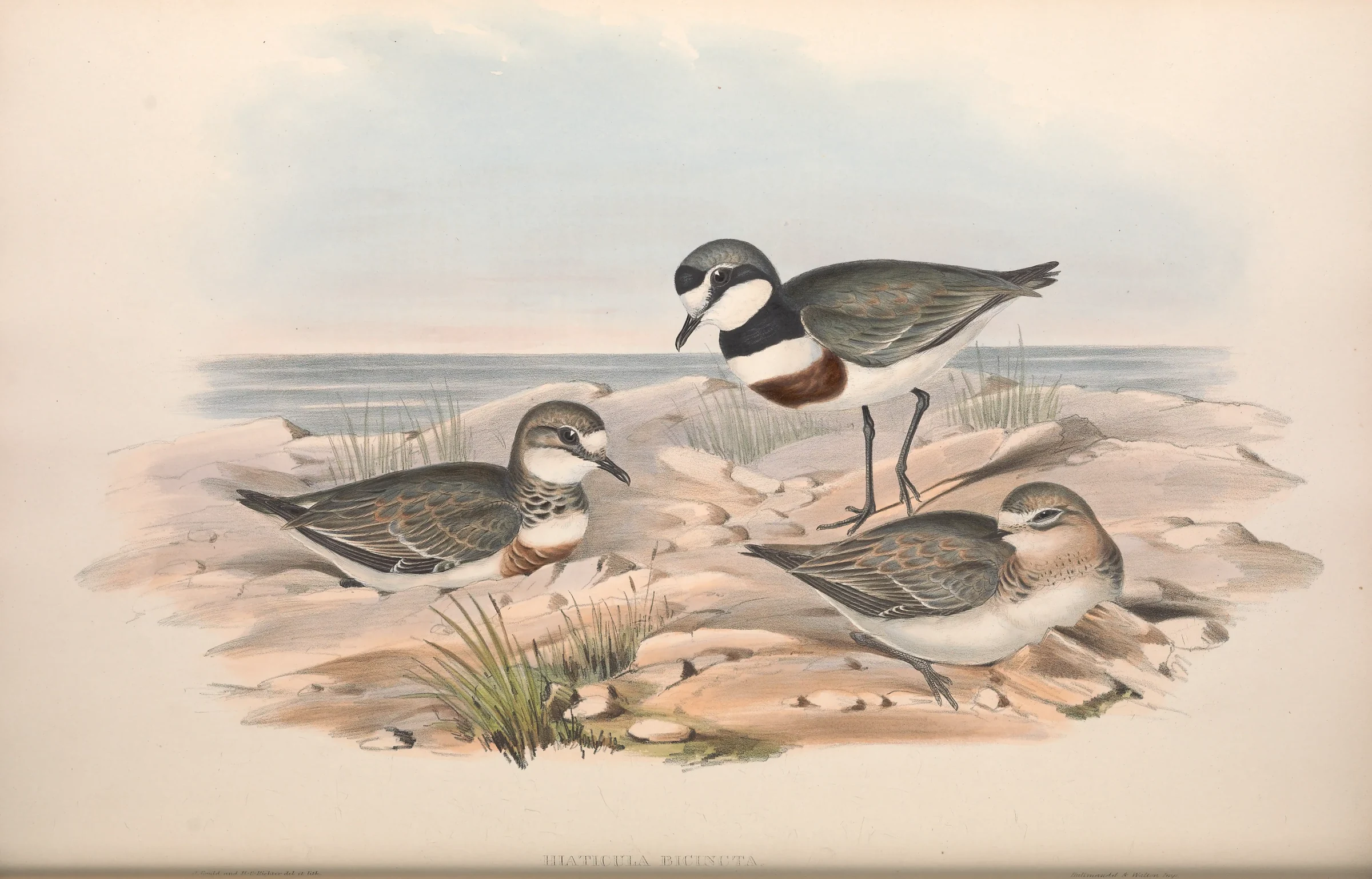 Historical bird plate: Double-banded Plover