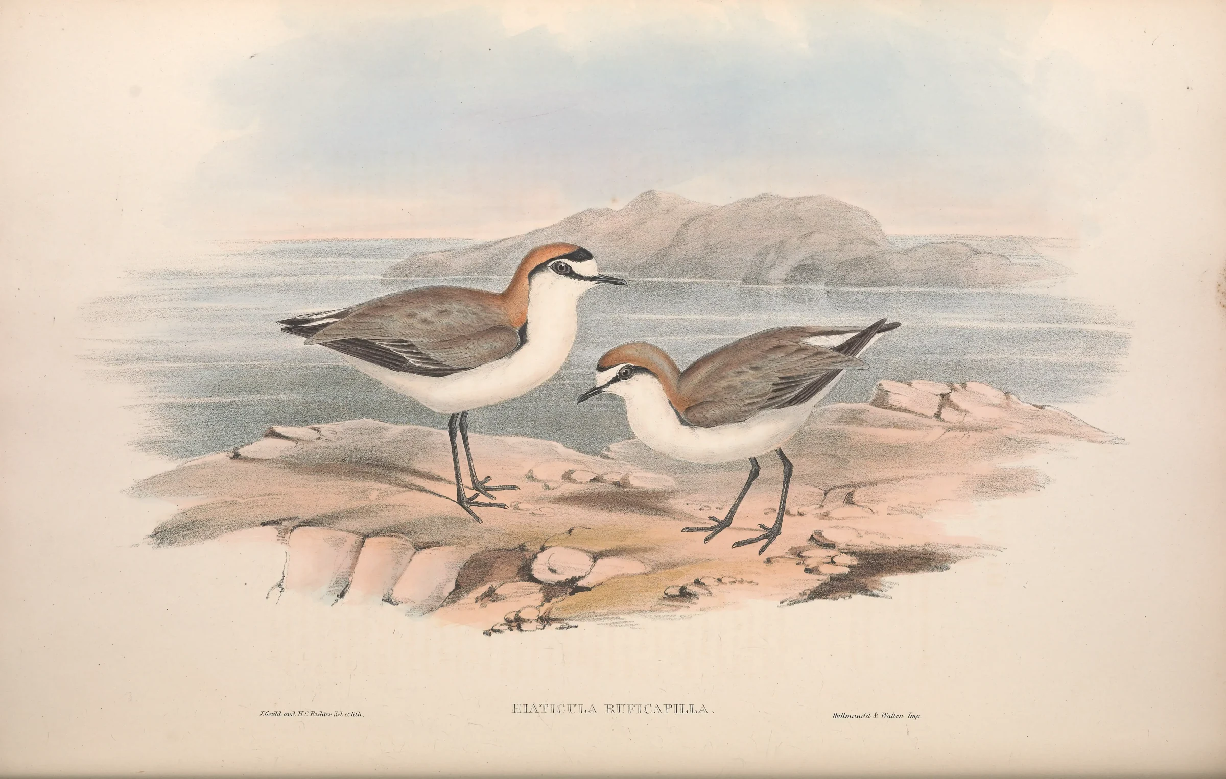 Historical bird plate: Red-capped Plover