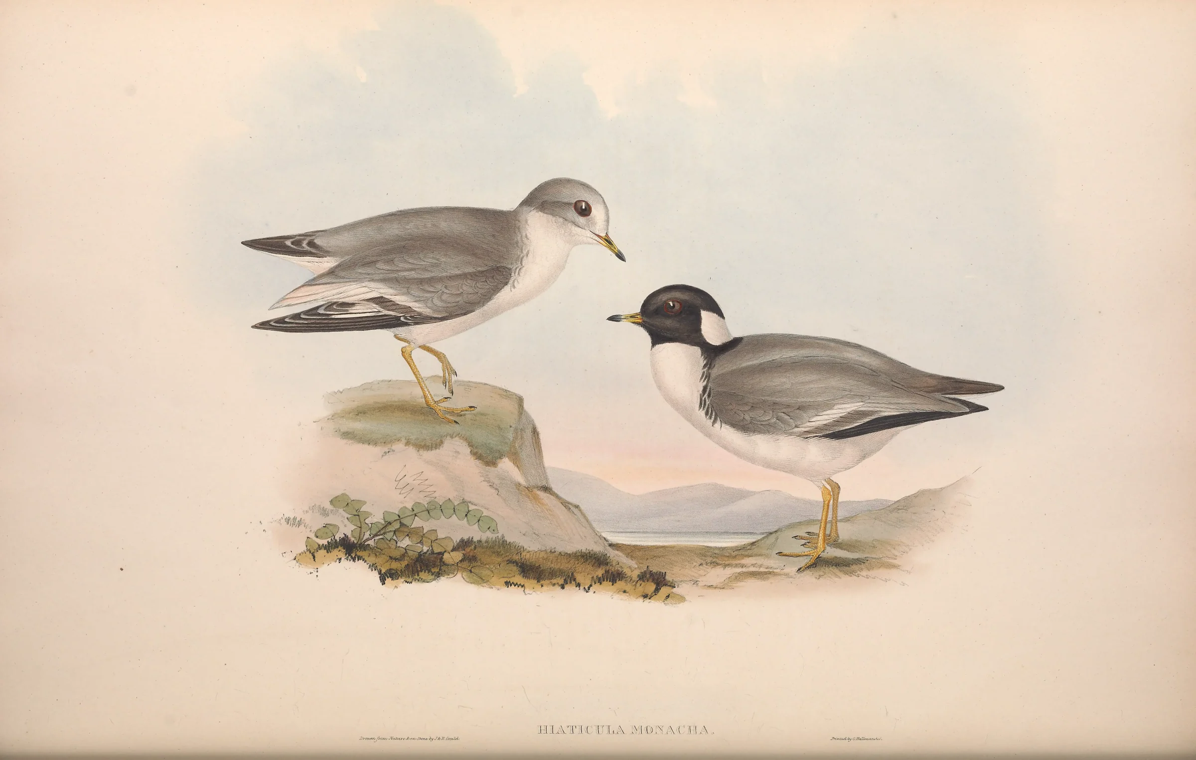 Historical bird plate: Hooded Plover