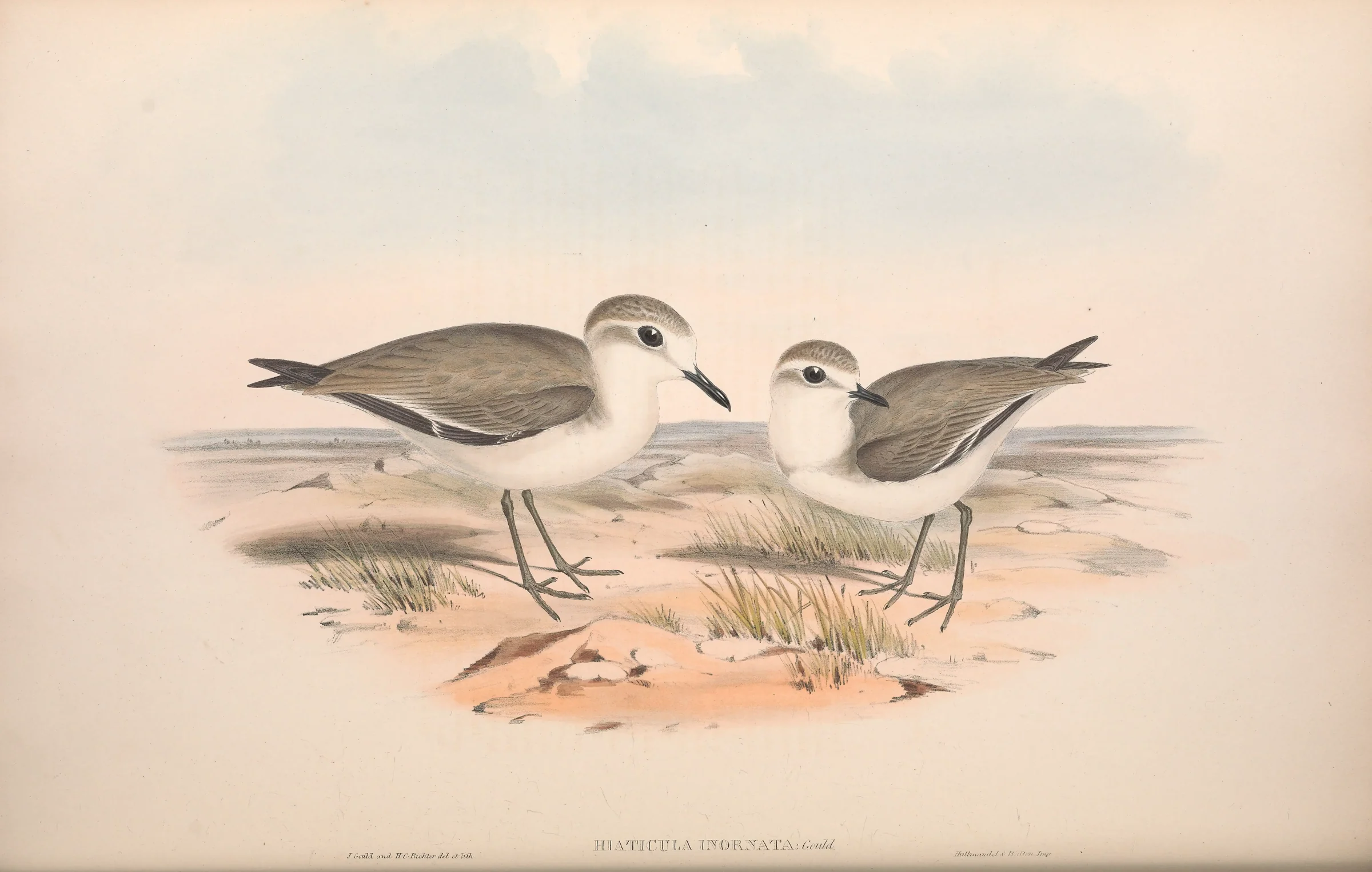 Historical bird plate: Siberian Sand Plover
