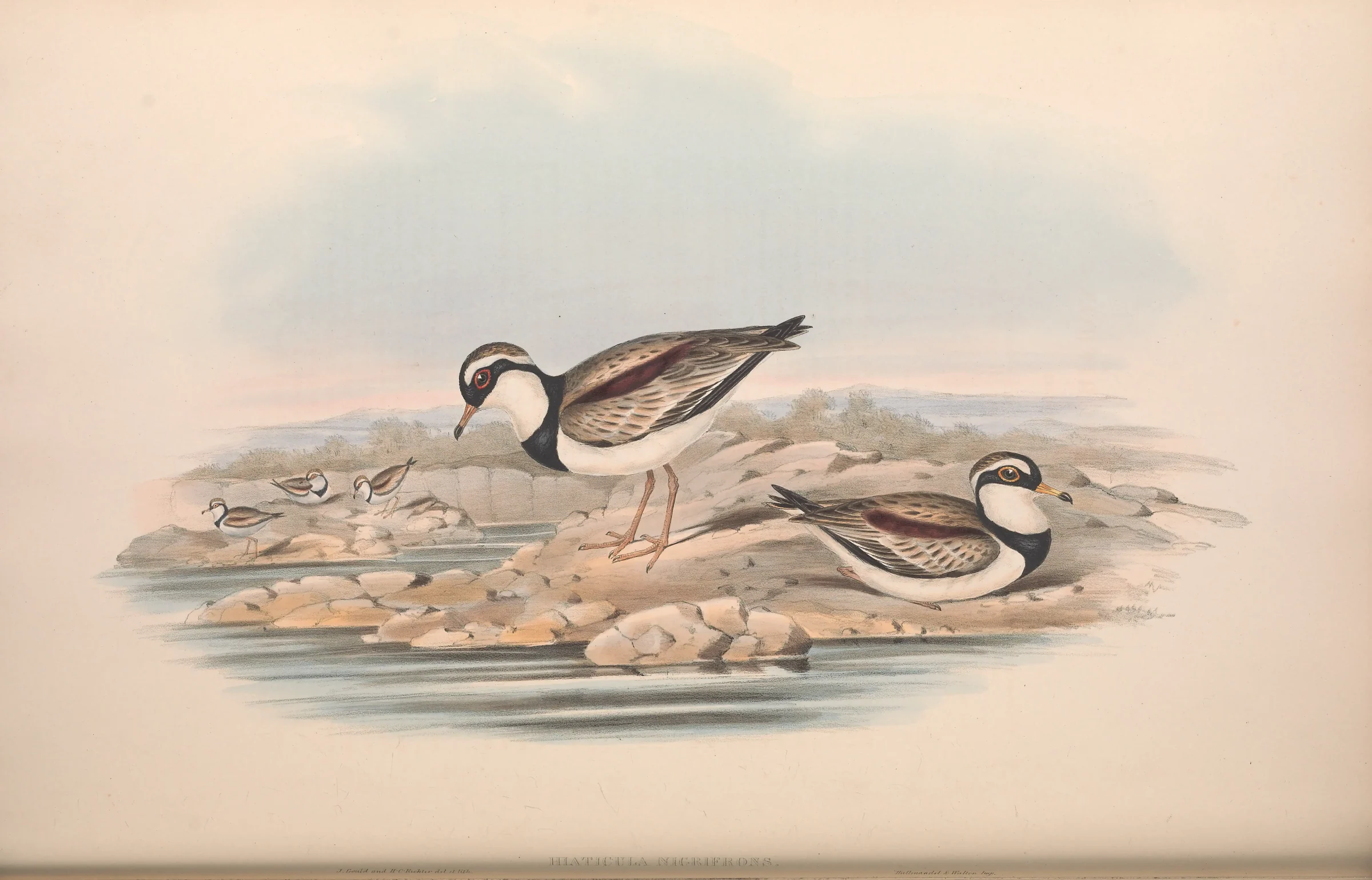 Historical bird plate: Black-fronted Dotterel