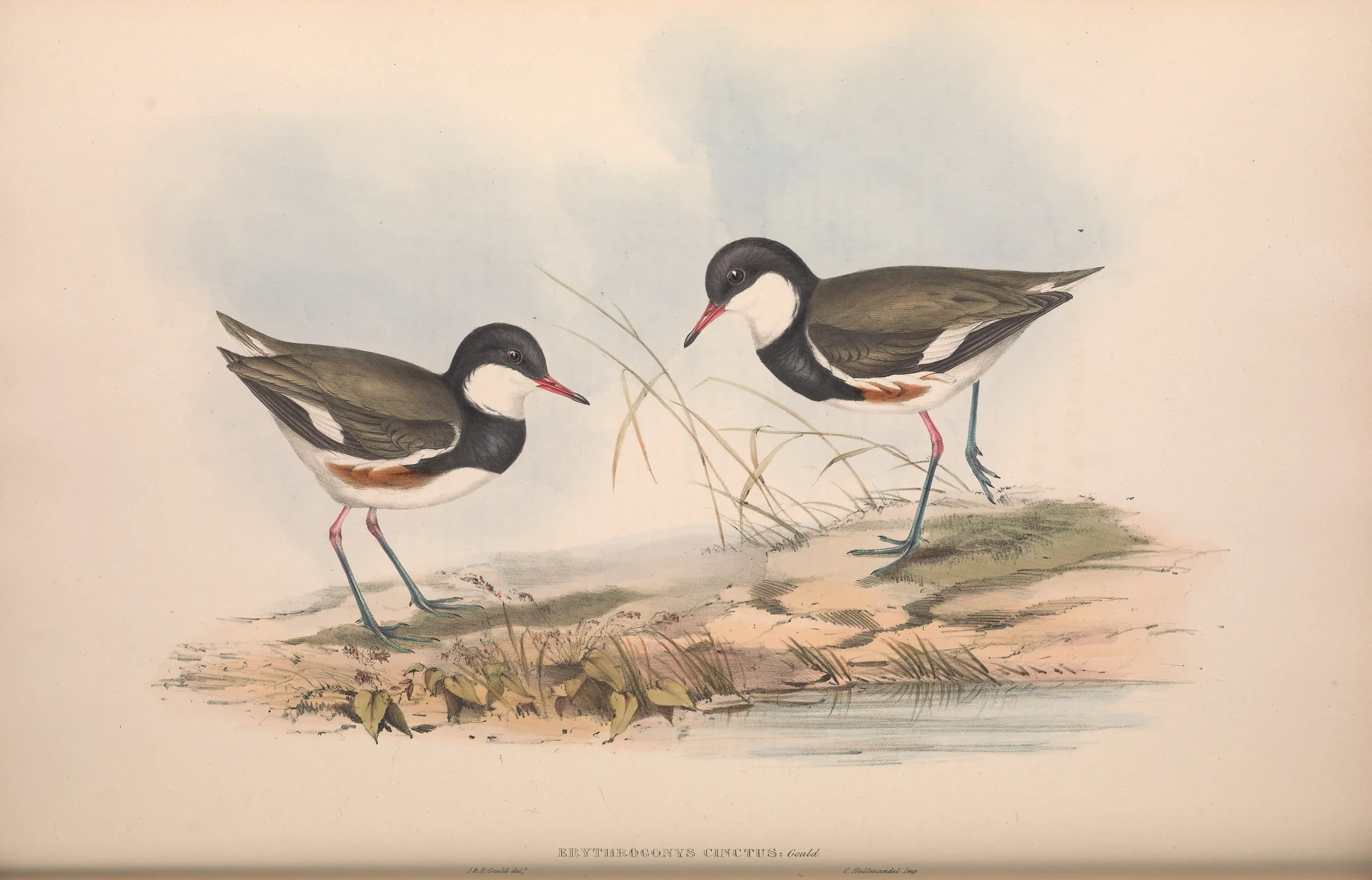 Historical bird plate: Red-kneed Dotterel