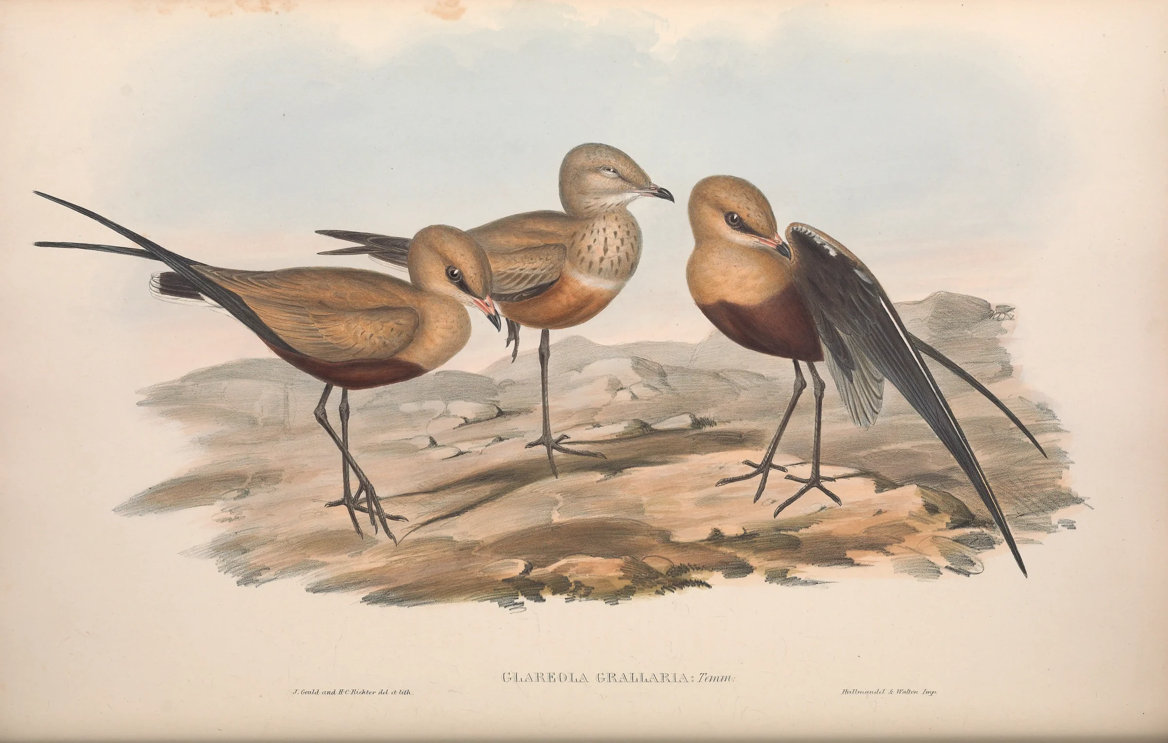 Historical bird plate: Australian Pratincole