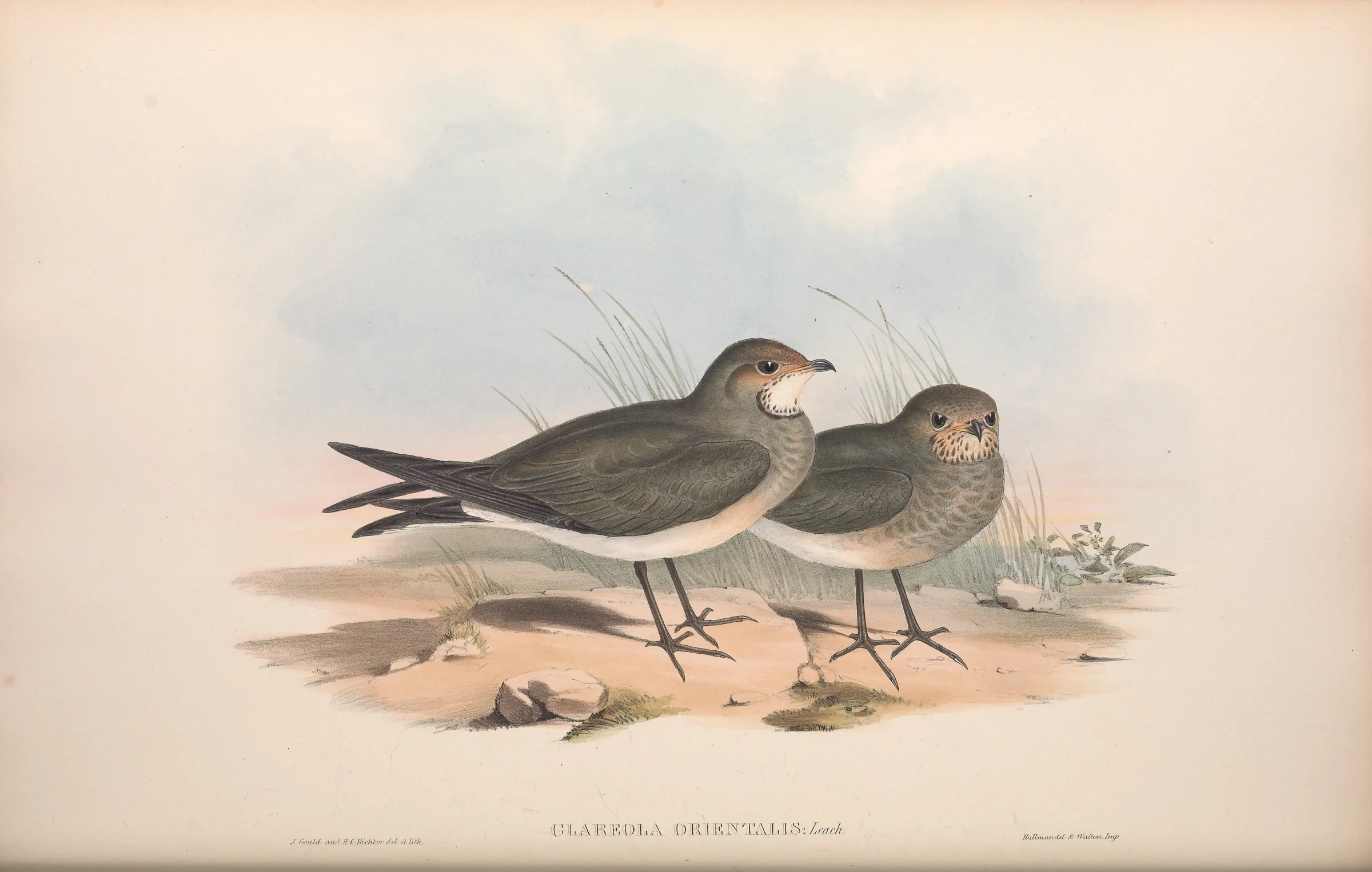 Historical bird plate: Oriental Pratincole