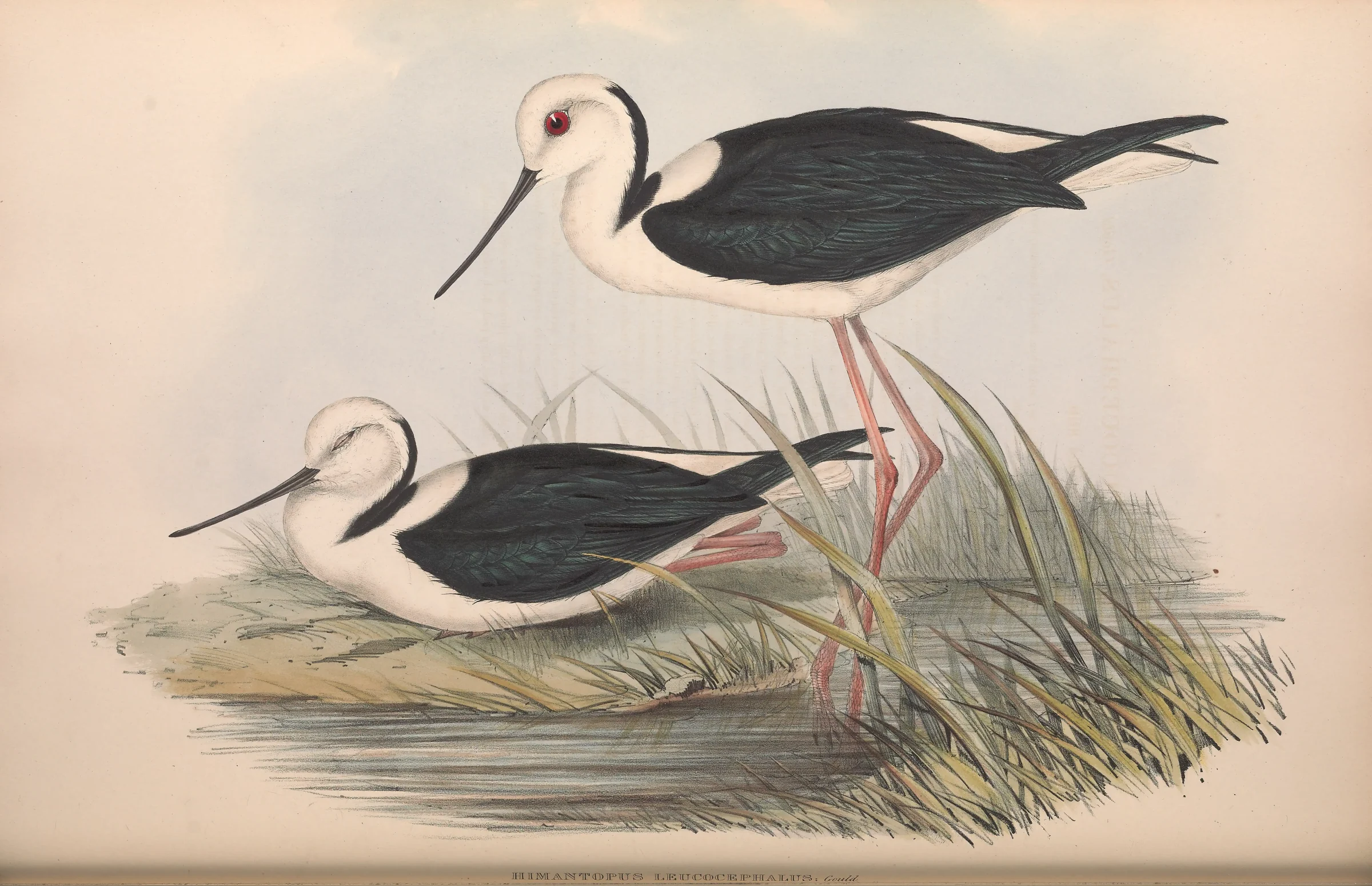 Historical bird plate: Pied Stilt