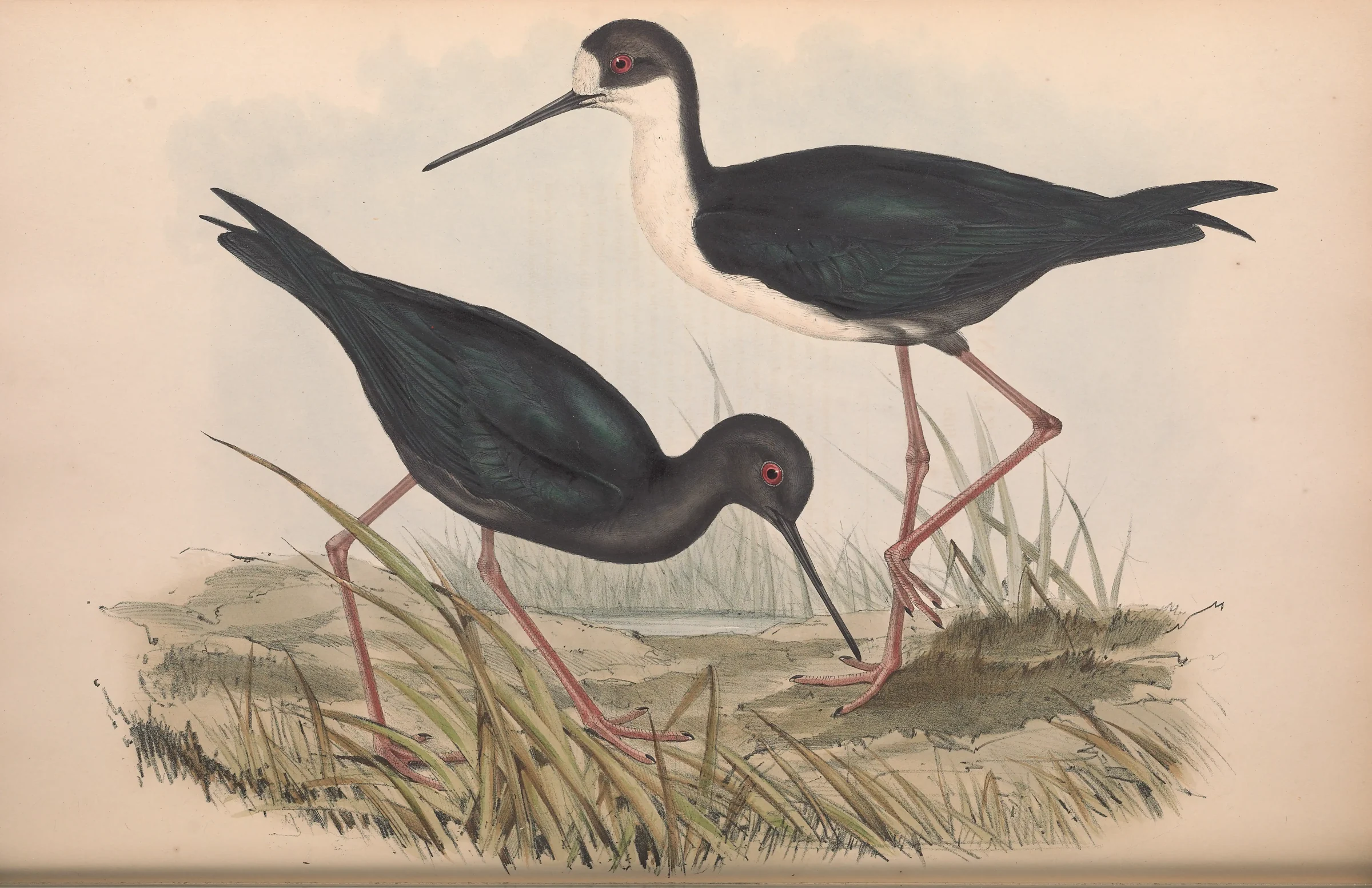 Historical bird plate: Black Stilt