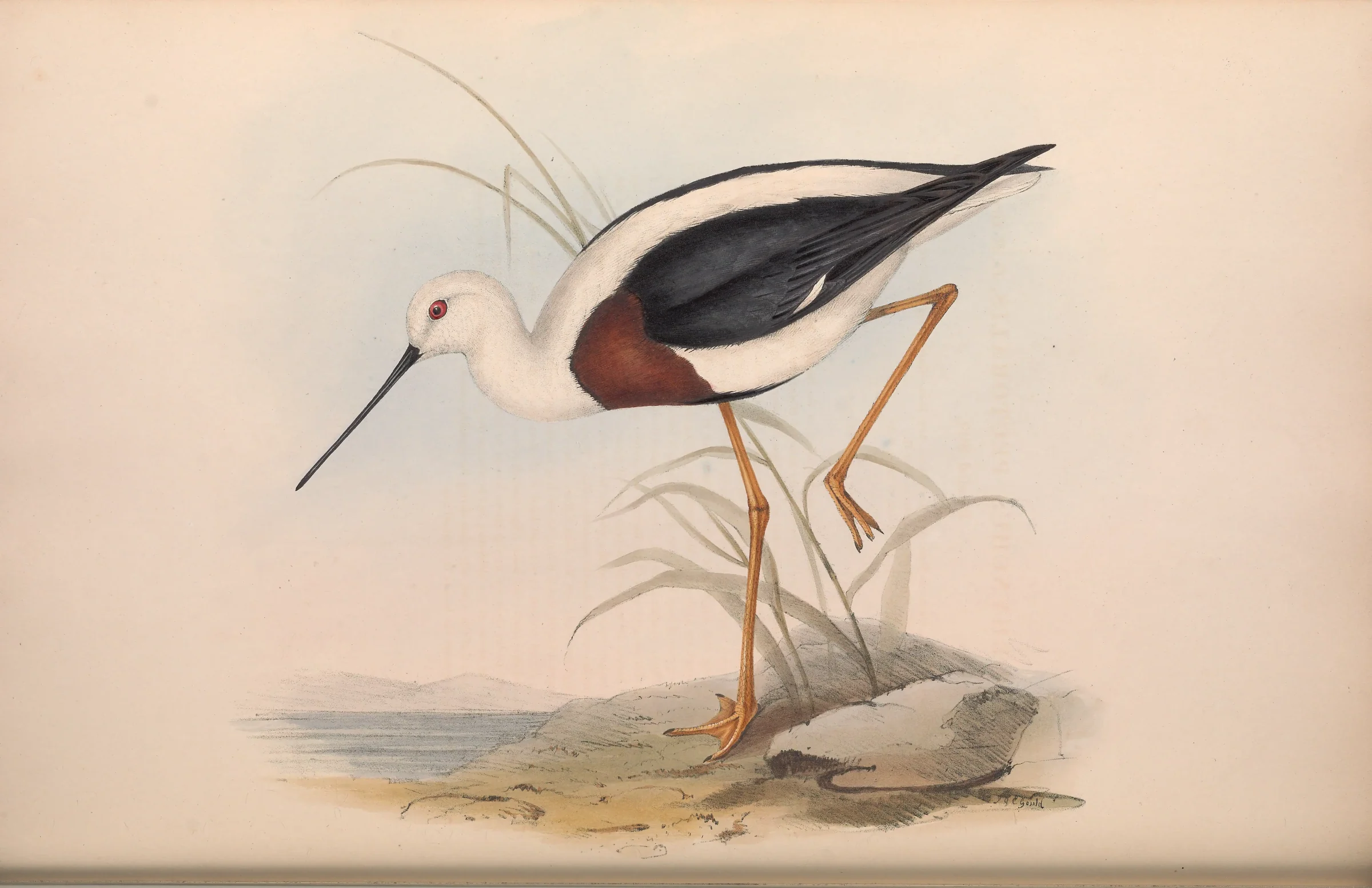 Historical bird plate: Banded Stilt