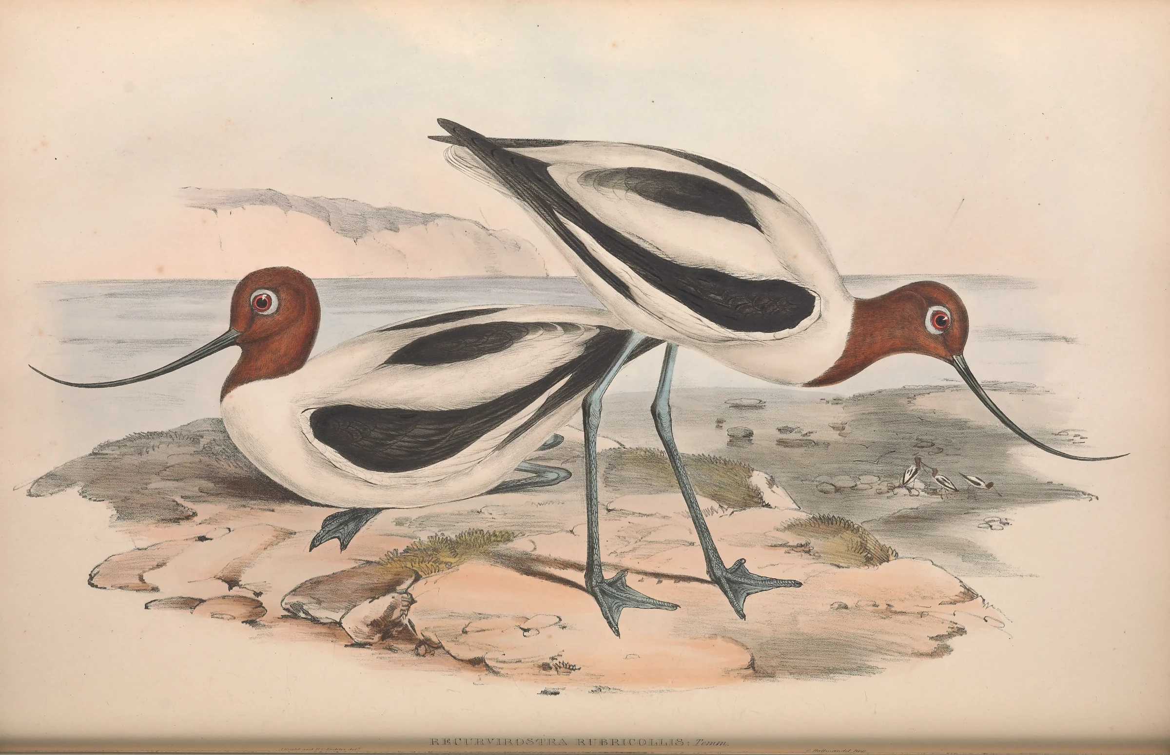 Historical bird plate: Red-necked Avocet