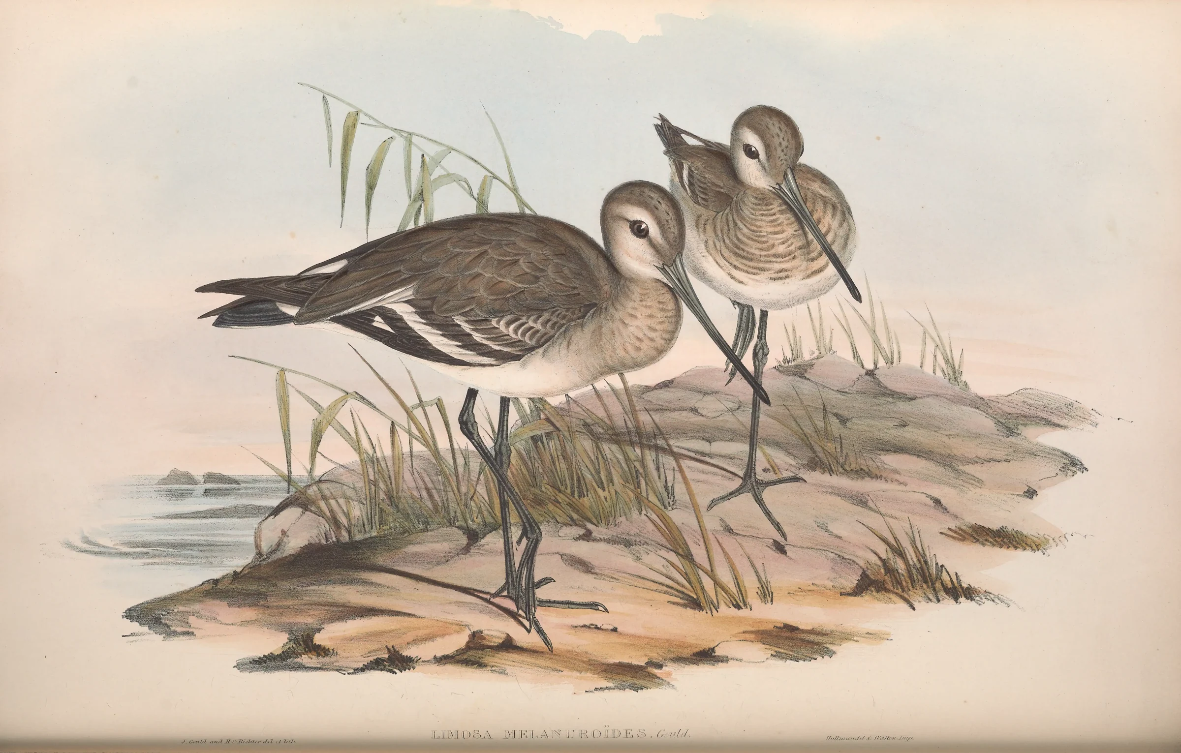 Historical bird plate: Black-tailed Godwit