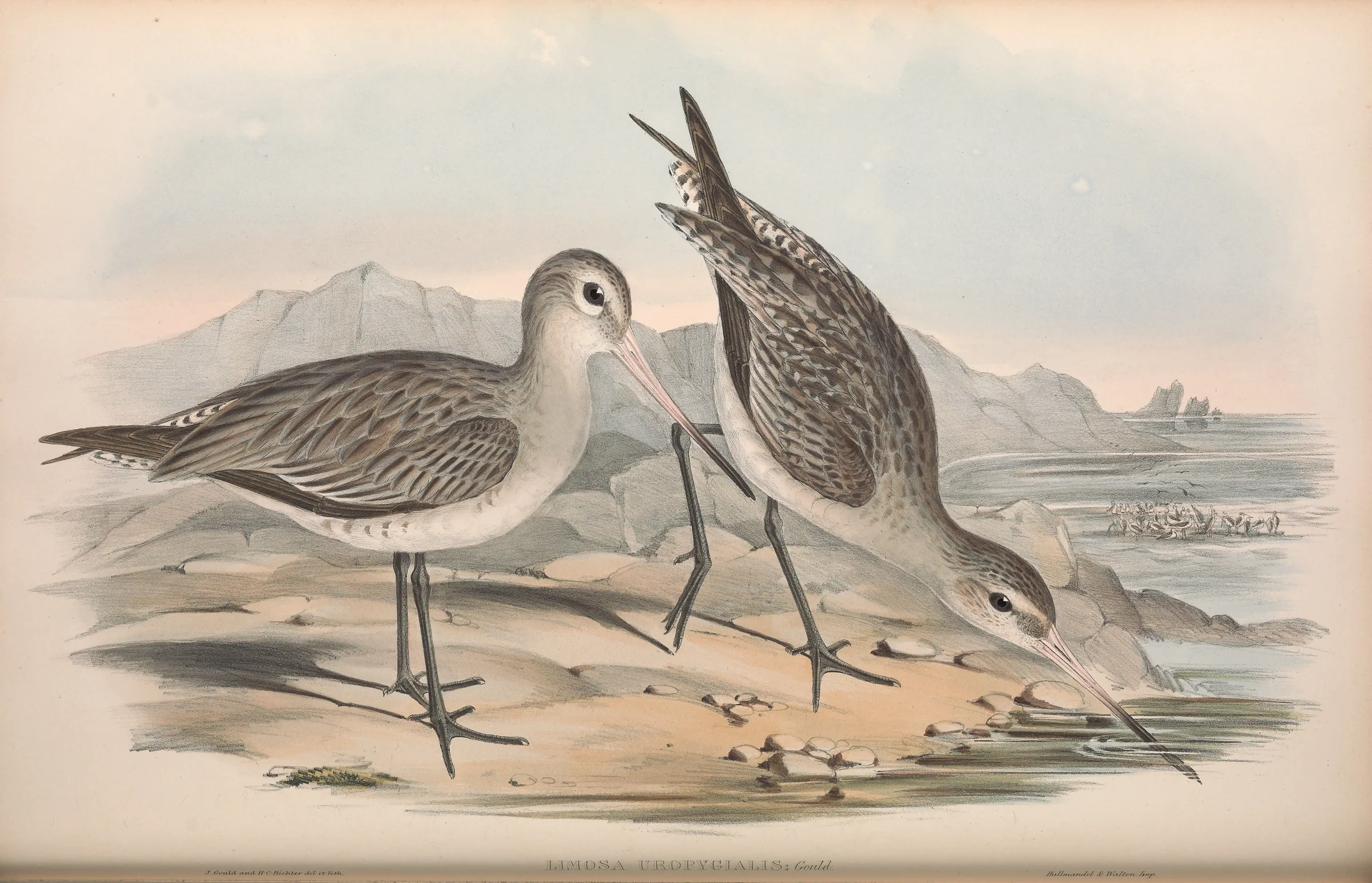 Historical bird plate: Bar-tailed Godwit