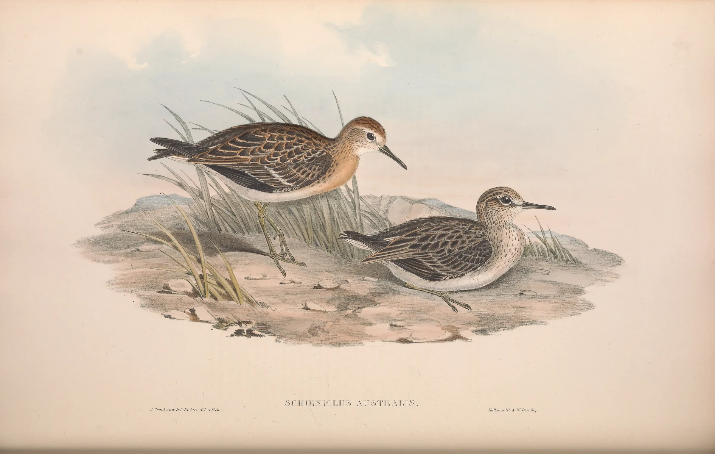 Historical bird plate: Sharp-tailed Sandpiper