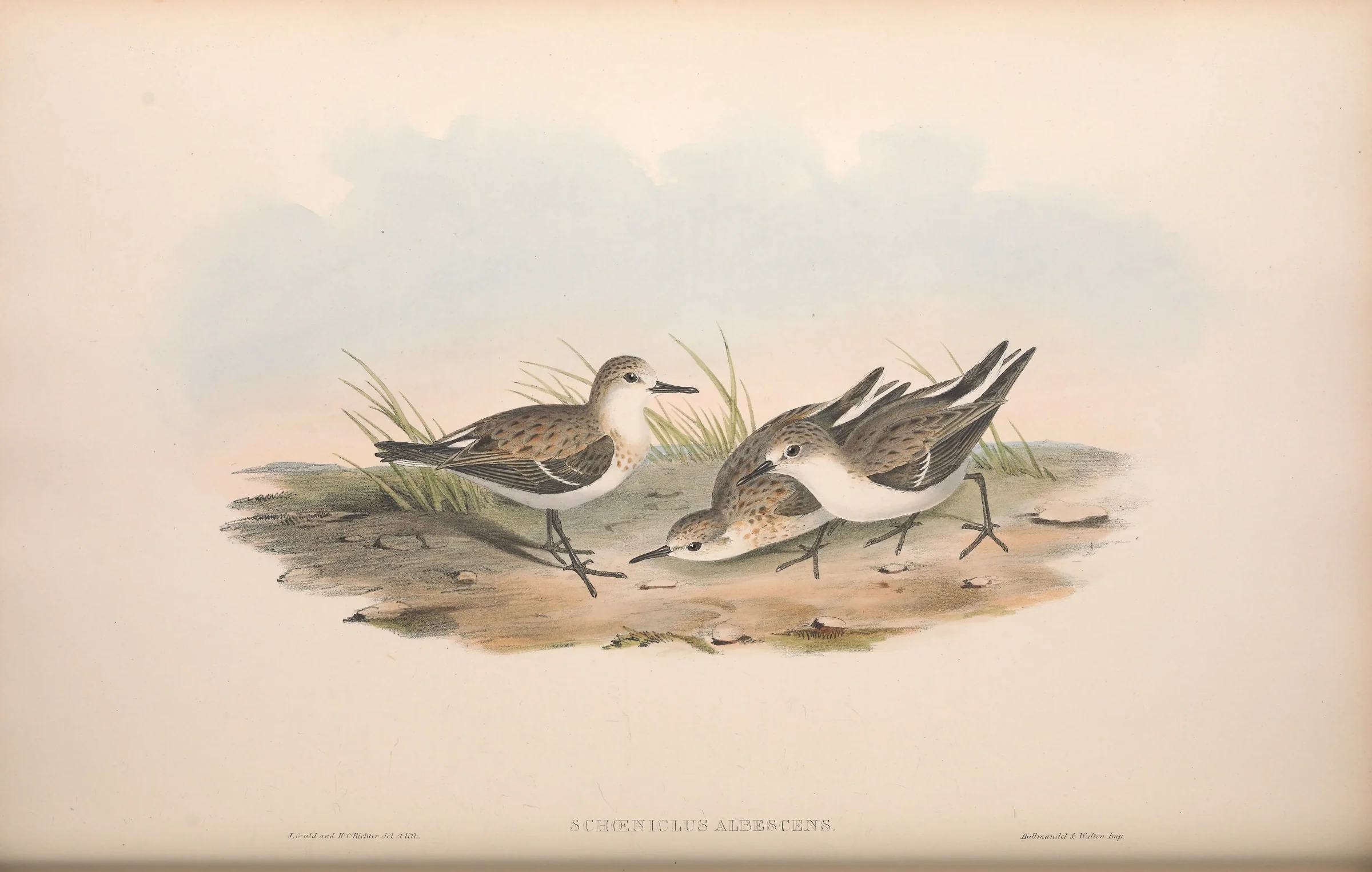 Historical bird plate: Red-necked Stint