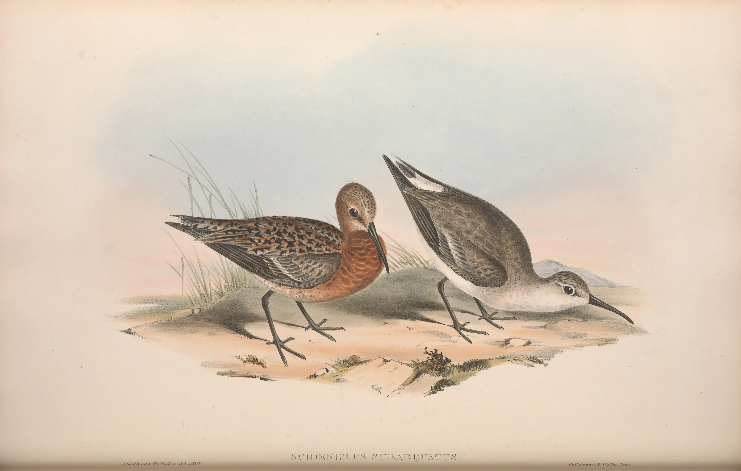 Historical bird plate: Curlew Sandpiper