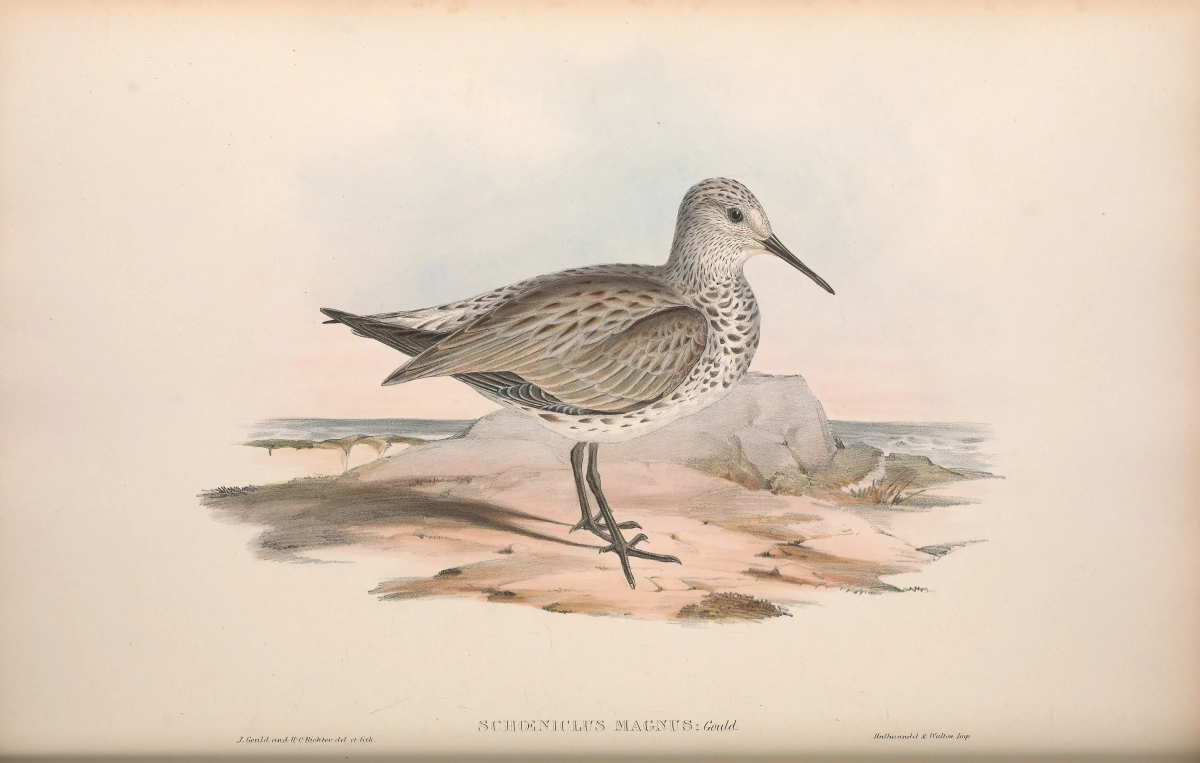 Historical bird plate: Great Knot
