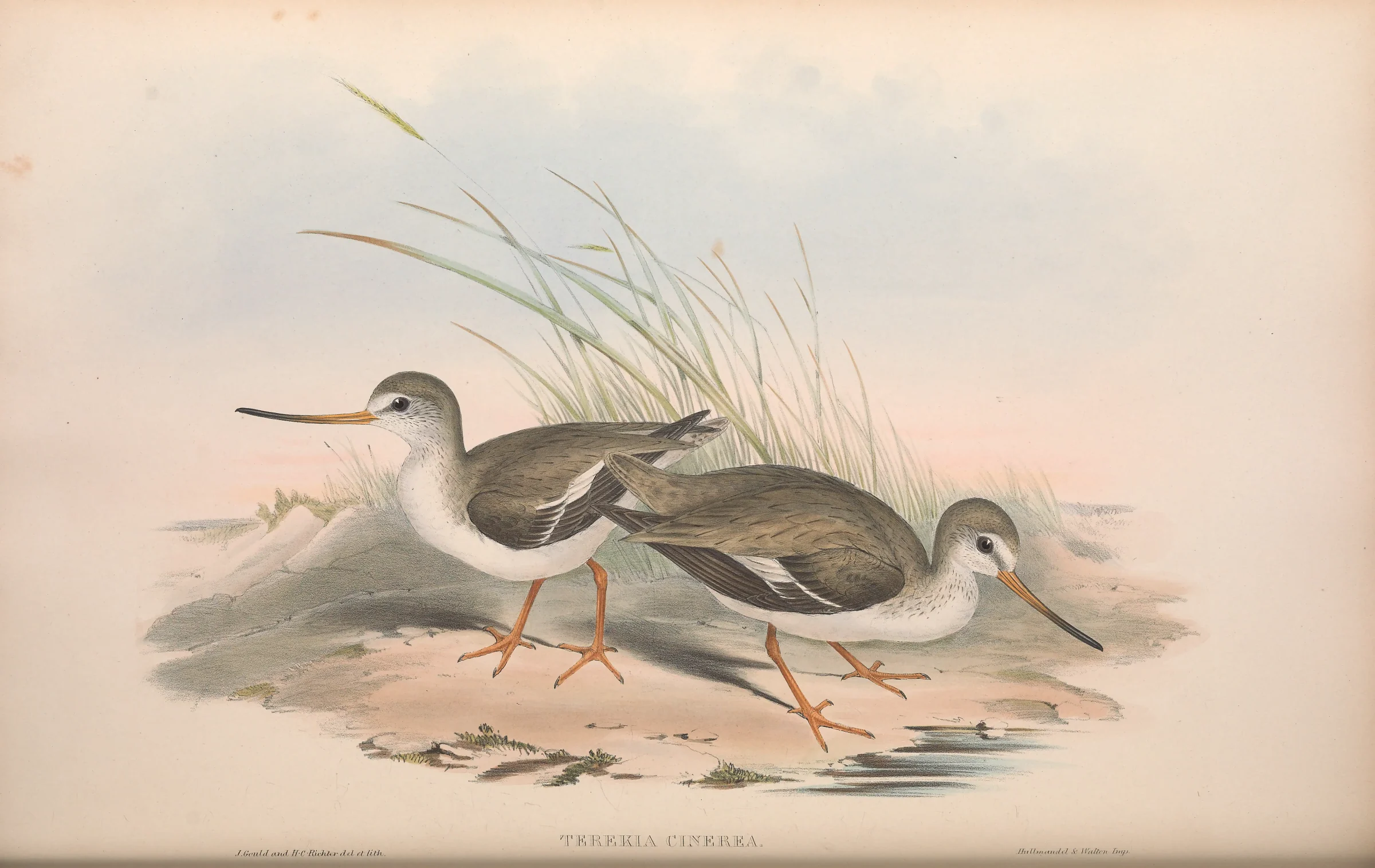 Historical bird plate: Terek Sandpiper