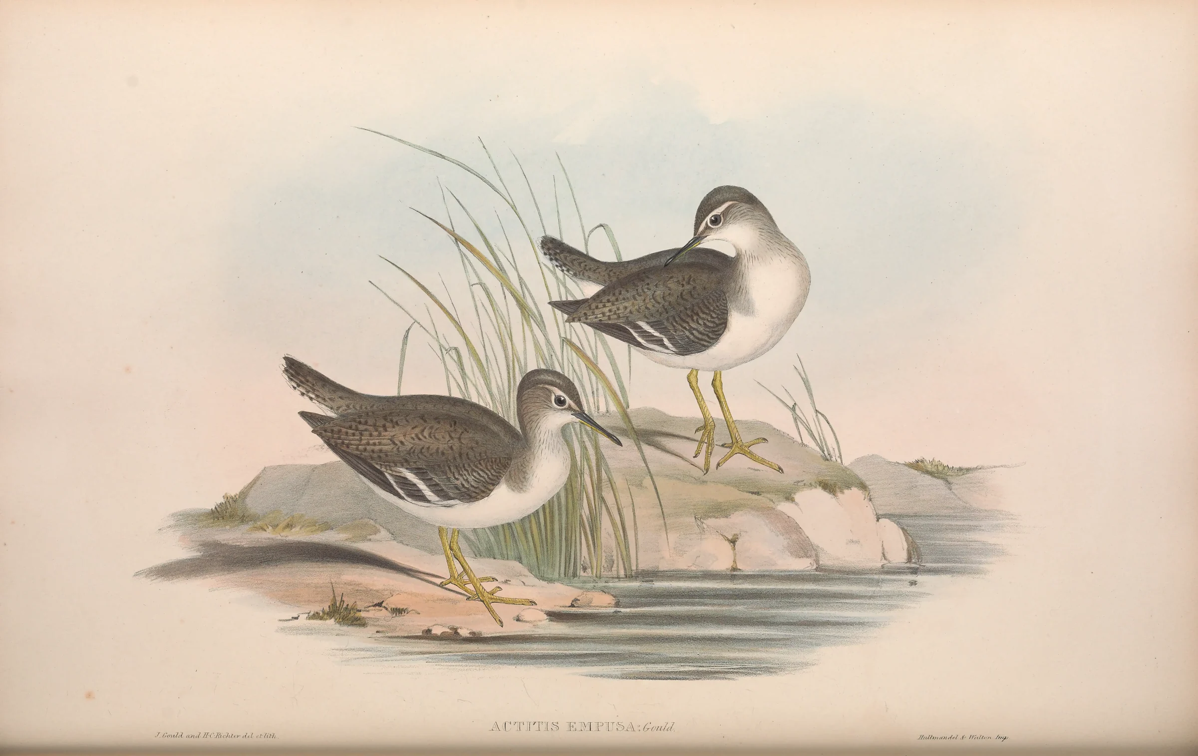 Historical bird plate: Common Sandpiper