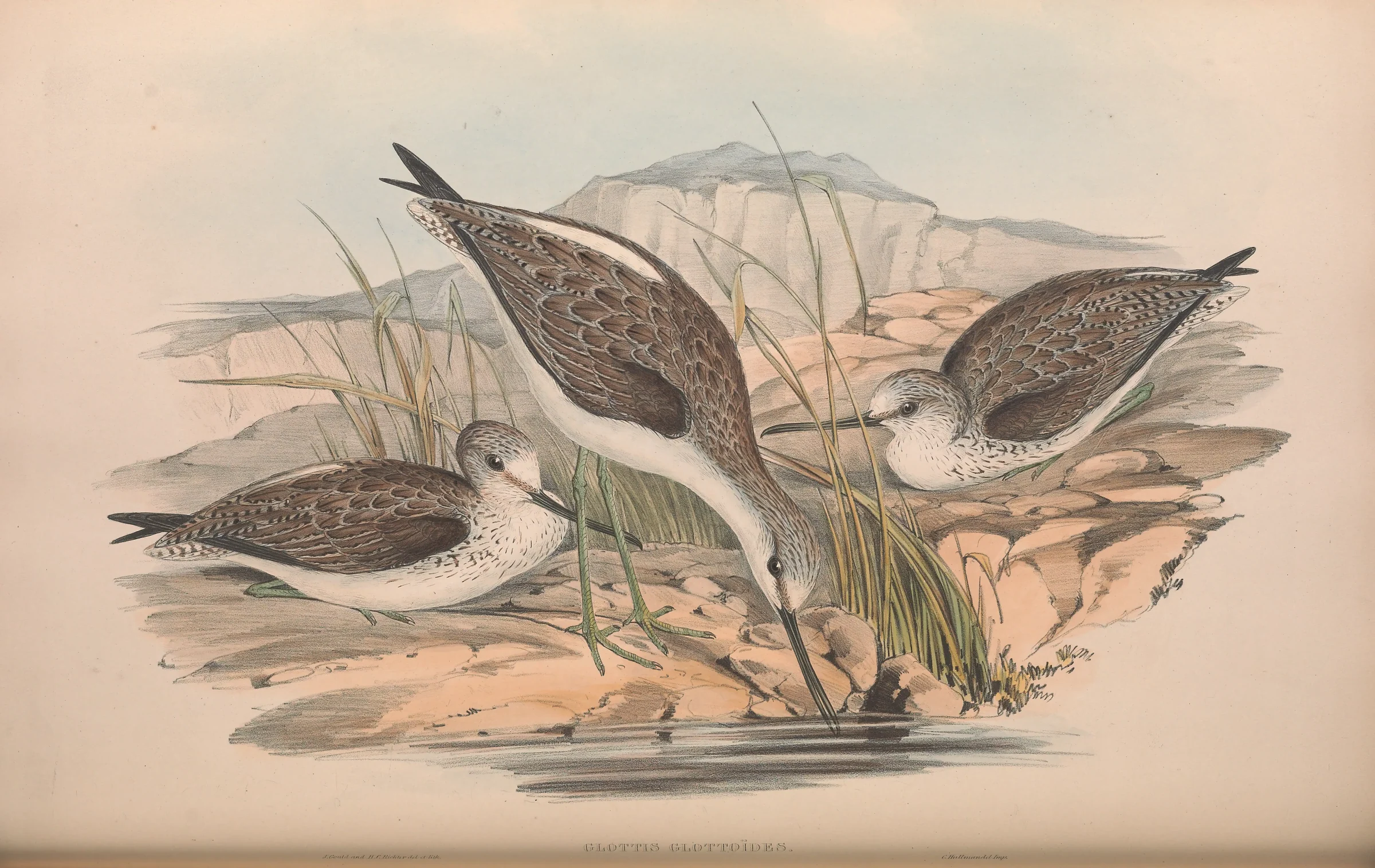 Historical bird plate: Common Greenshank
