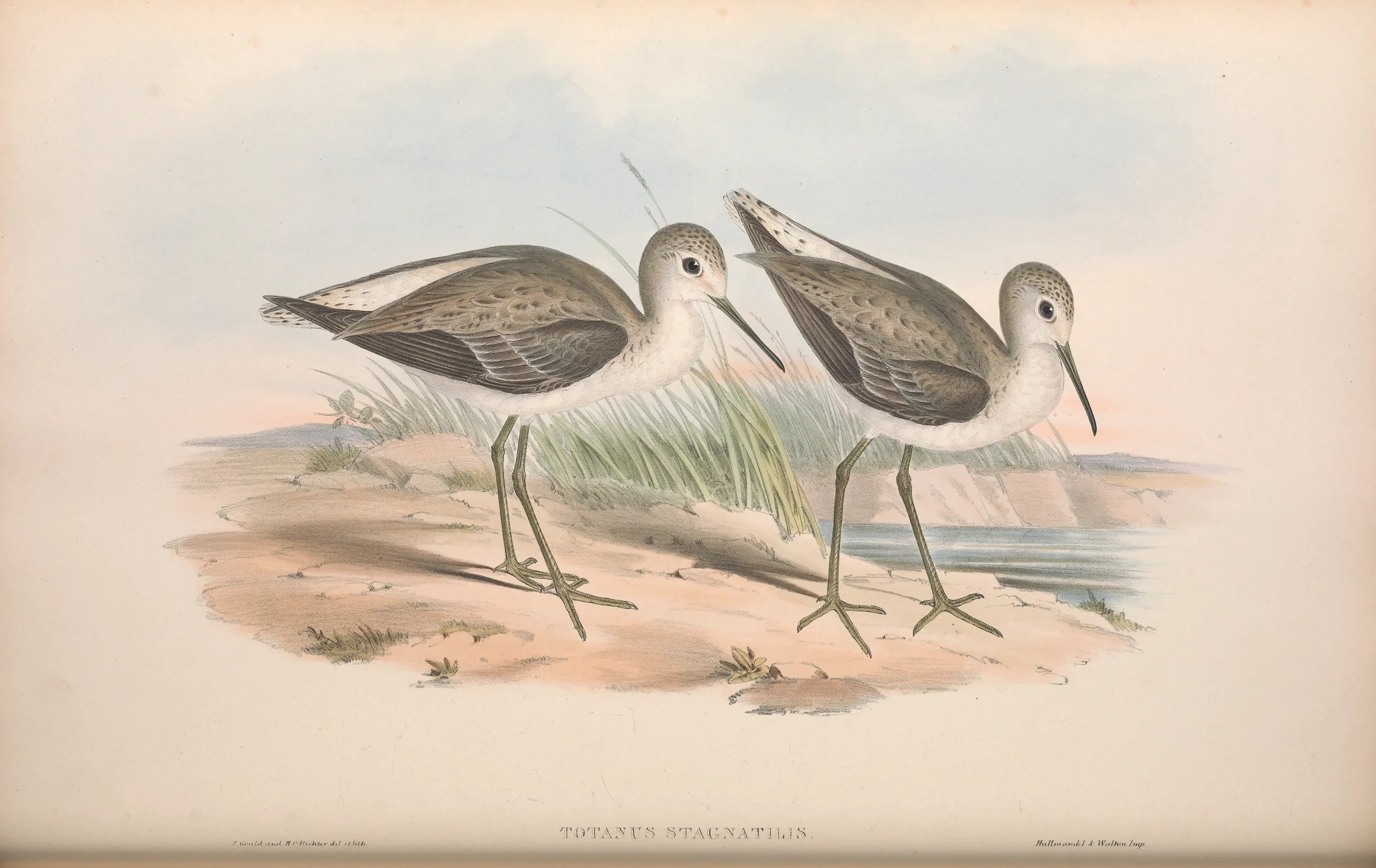 Historical bird plate: Marsh Sandpiper