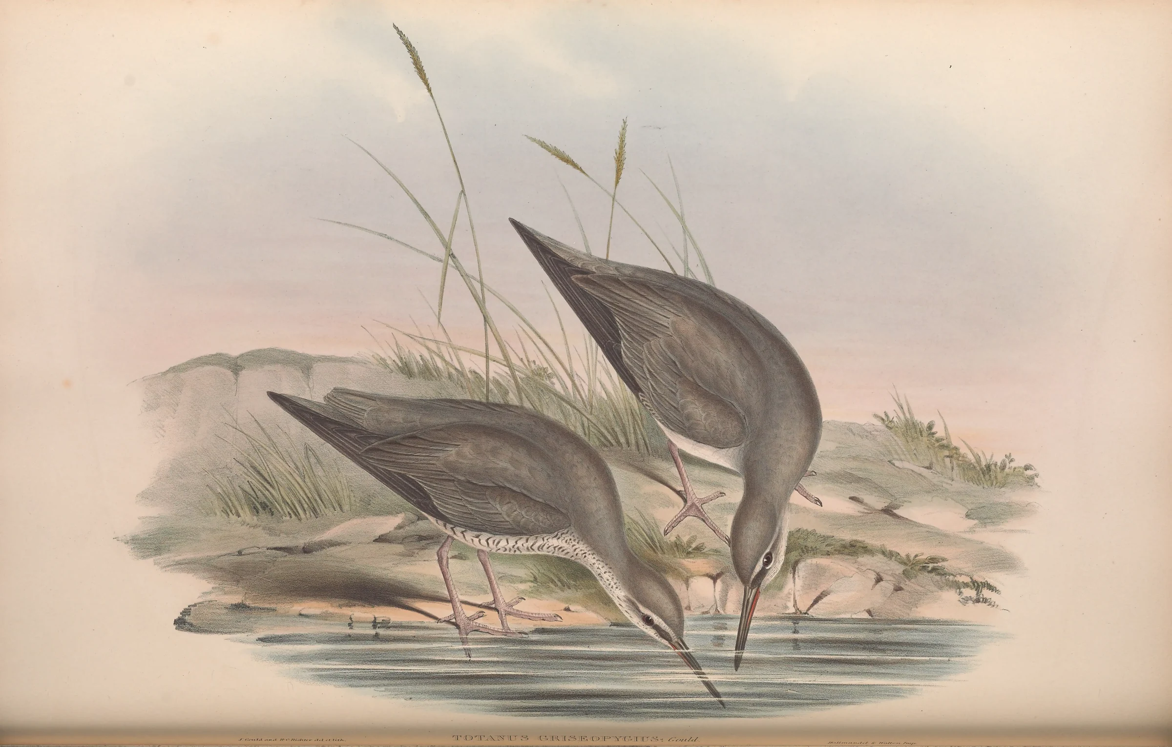 Historical bird plate: Grey-tailed Tattler