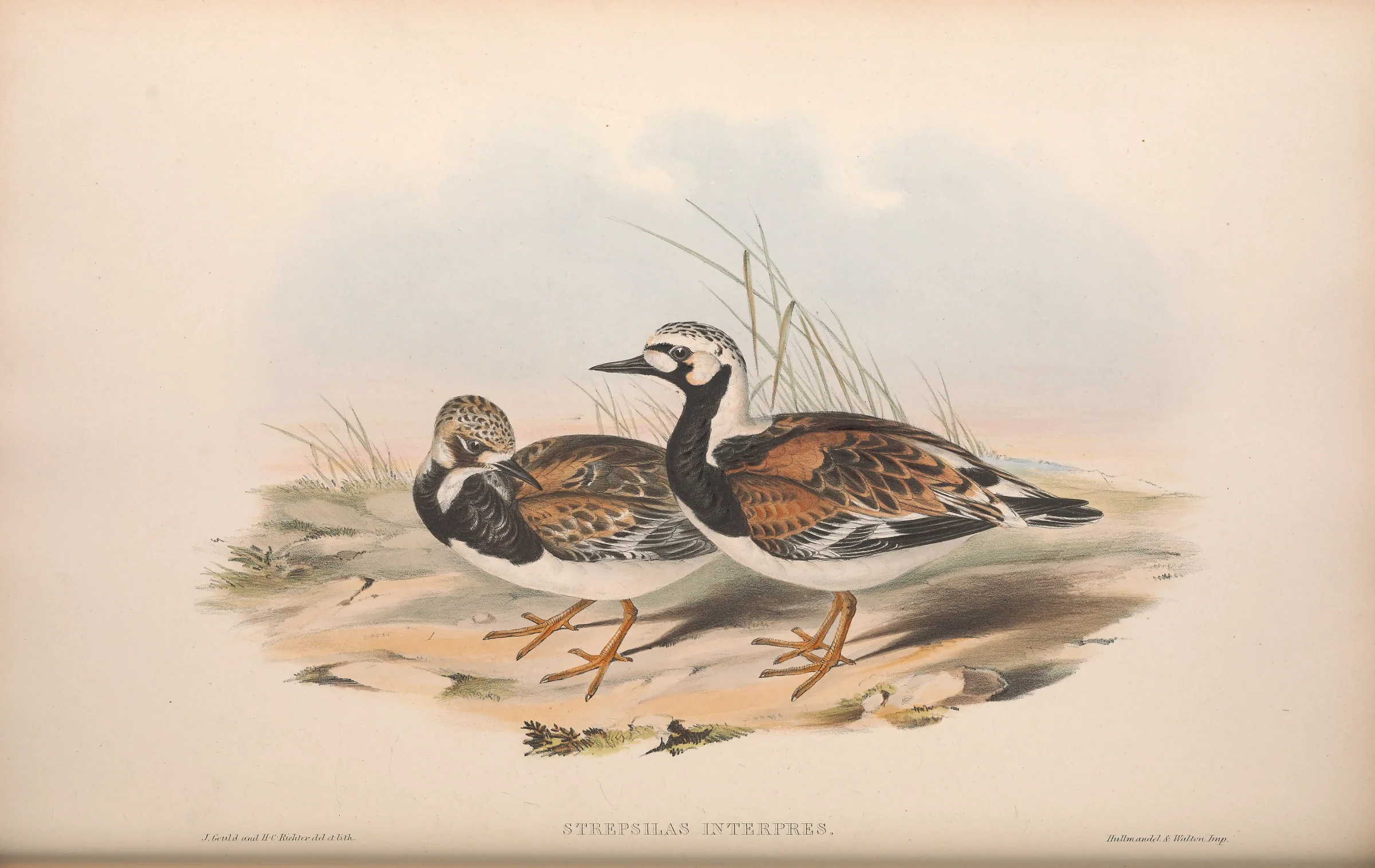 Historical bird plate: Ruddy Turnstone