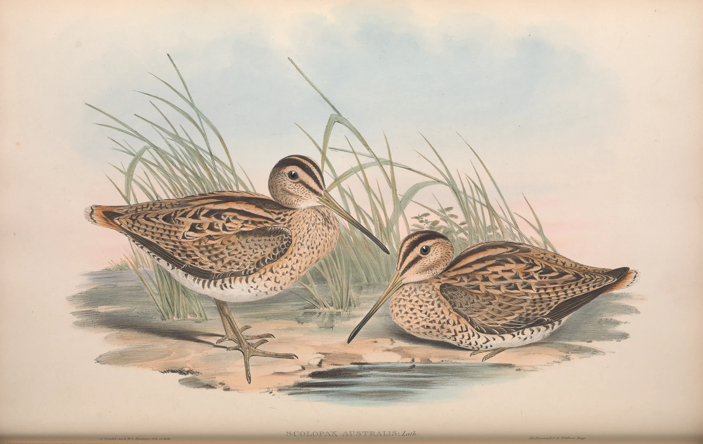 Historical bird plate: Latham's Snipe
