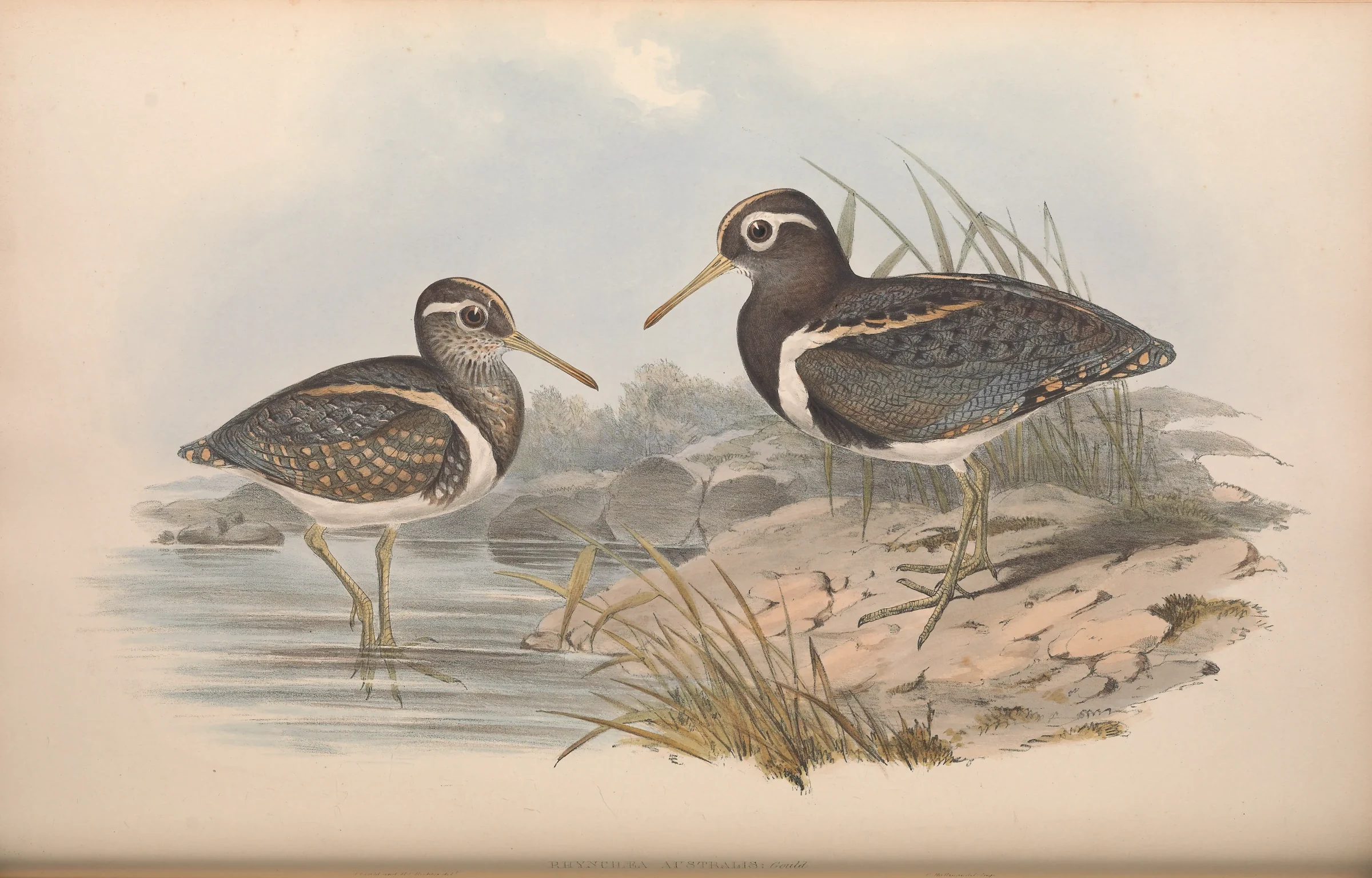 Historical bird plate: Australian Painted-snipe