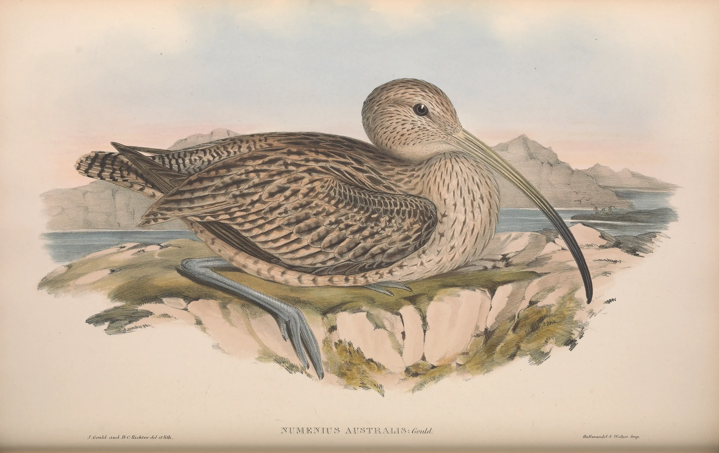Historical bird plate: Far Eastern Curlew