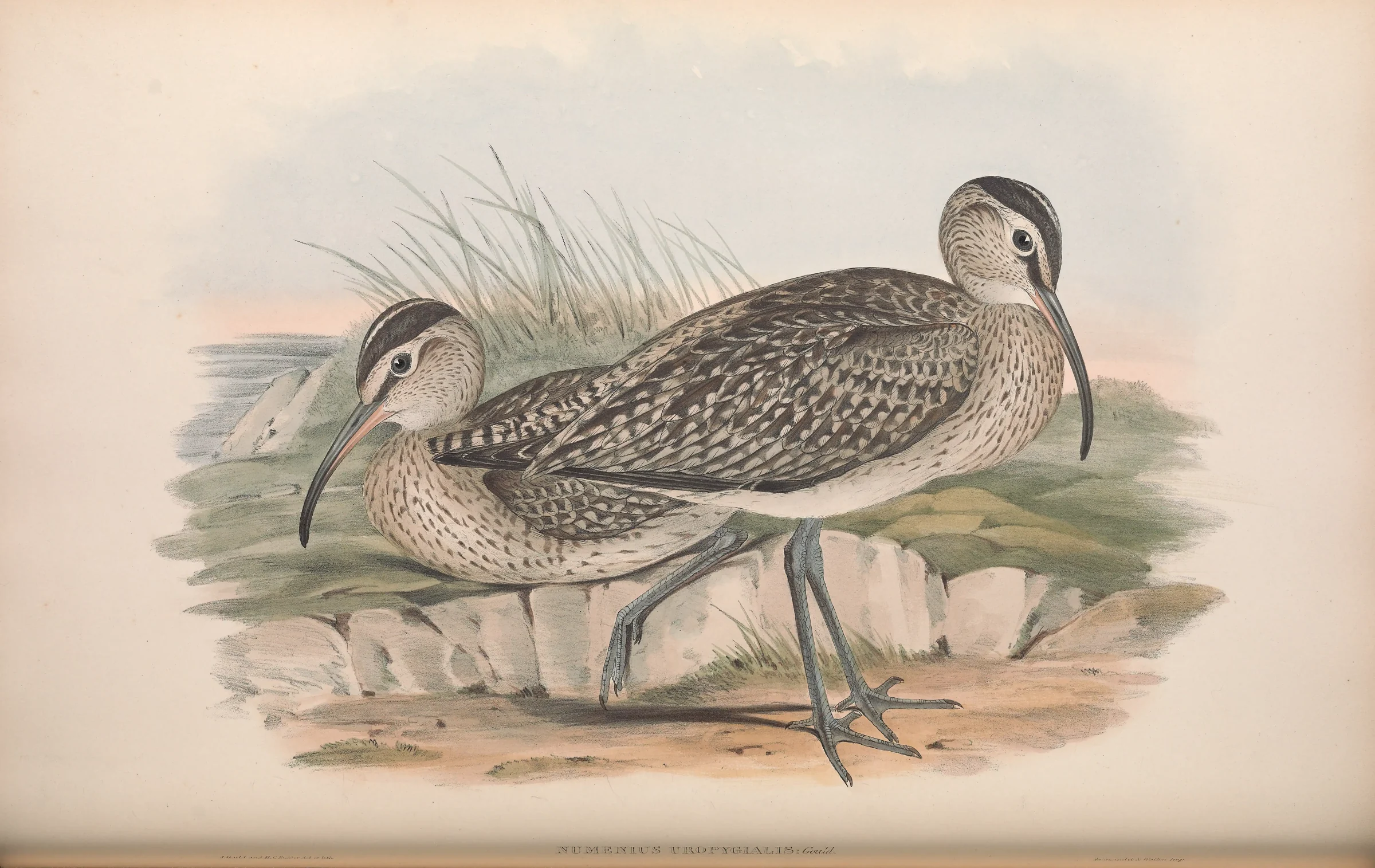 Historical bird plate: Eurasian Whimbrel