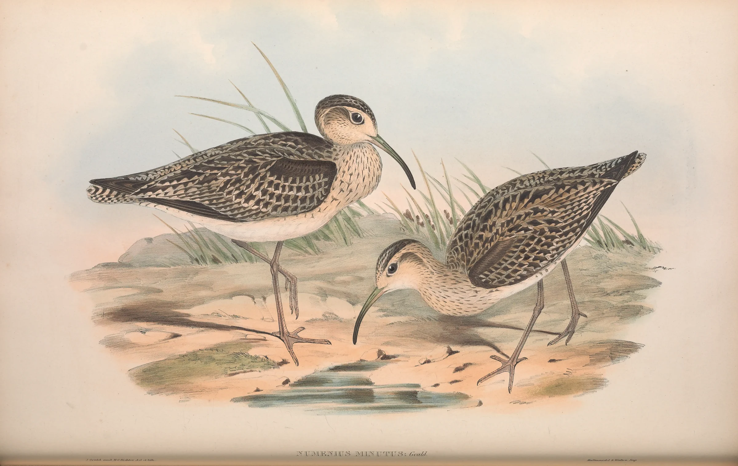 Historical bird plate: Little Curlew