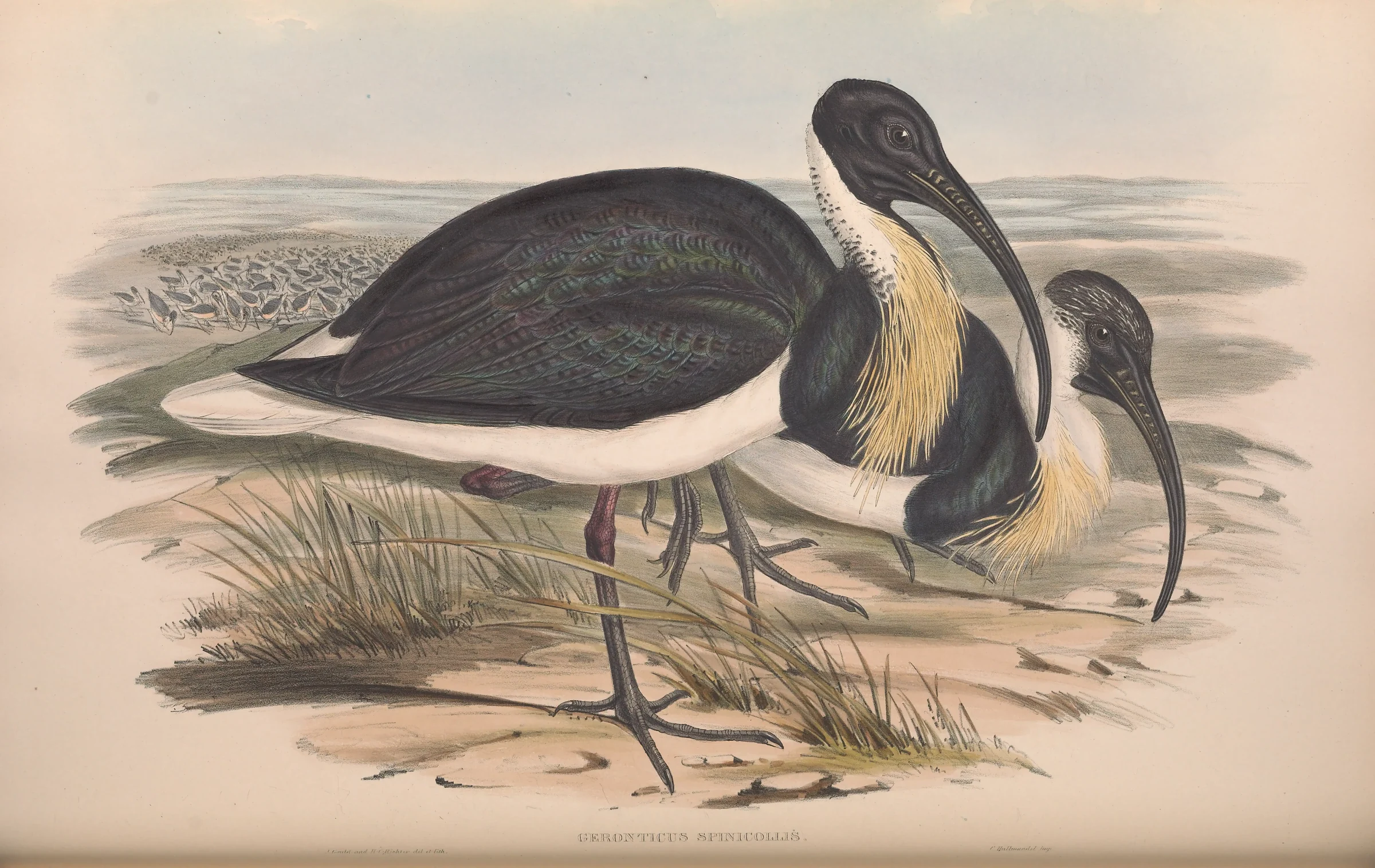 Historical bird plate: Straw-necked Ibis