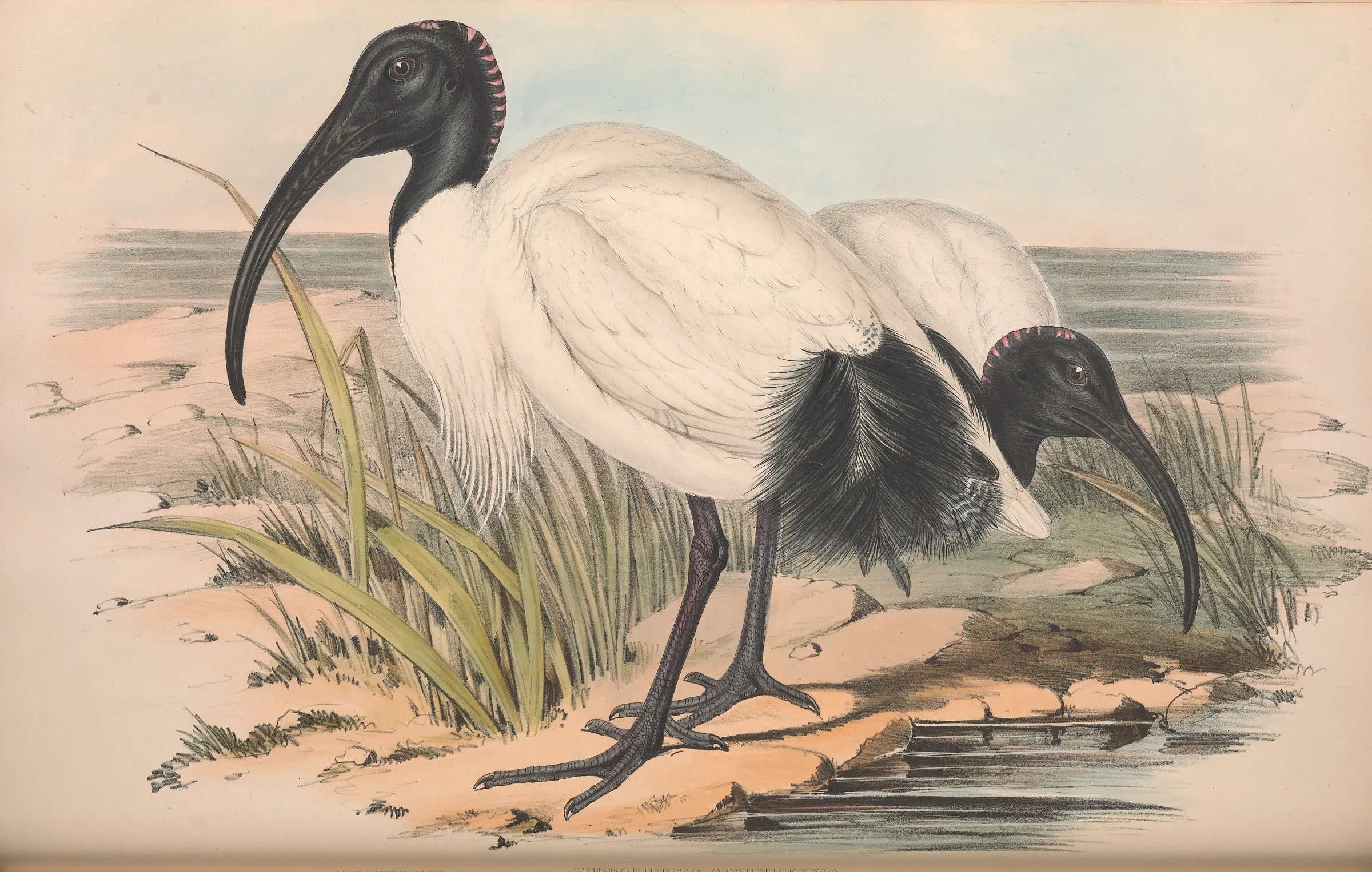Historical bird plate: Australian White Ibis