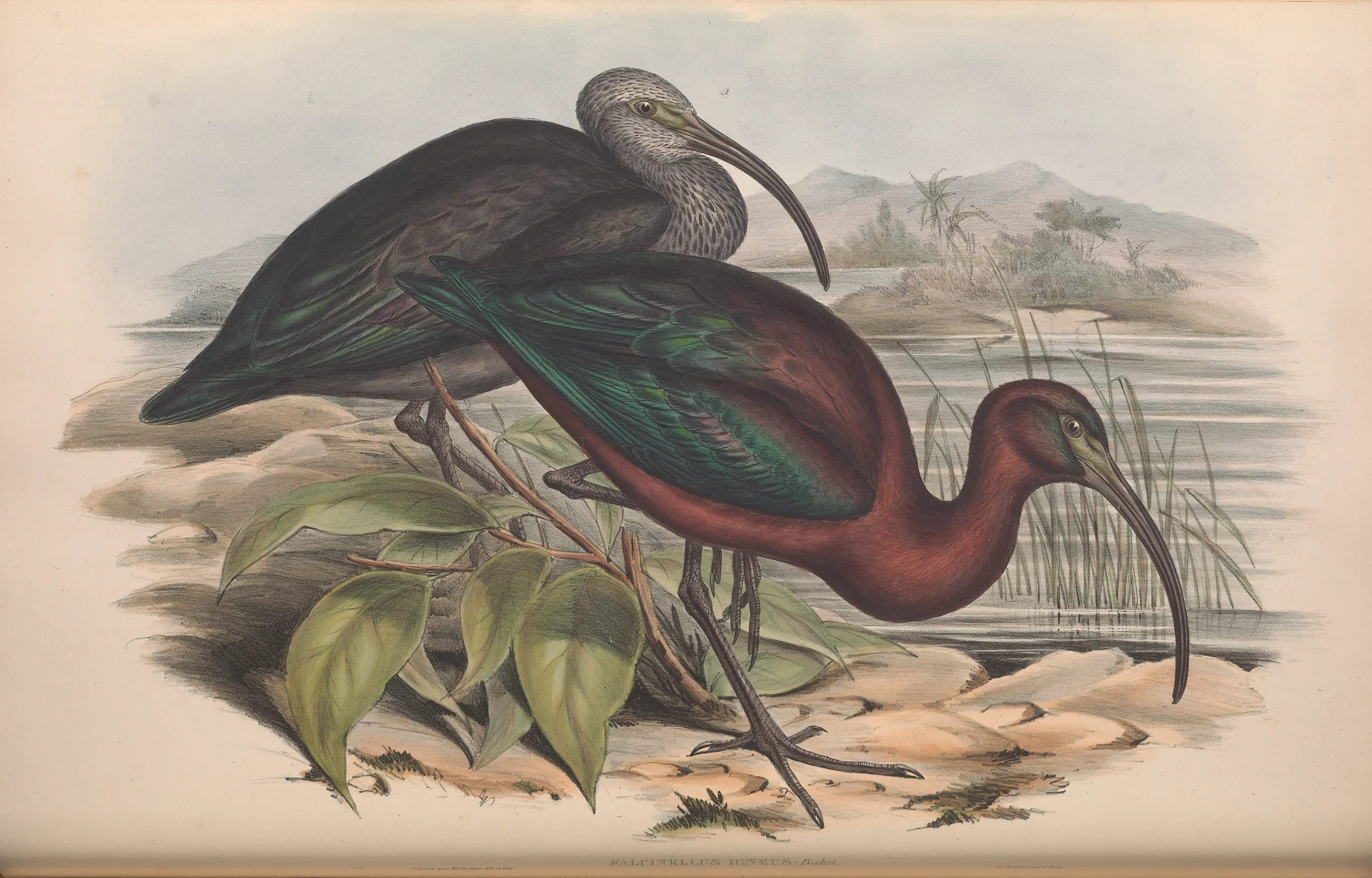 Historical bird plate: Glossy Ibis
